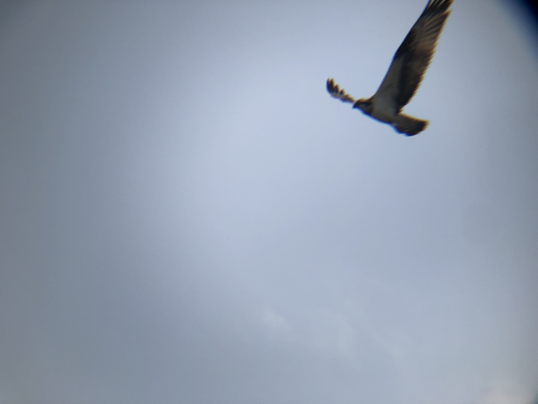 ミサゴ 高松市牟礼町 八栗河口3月
