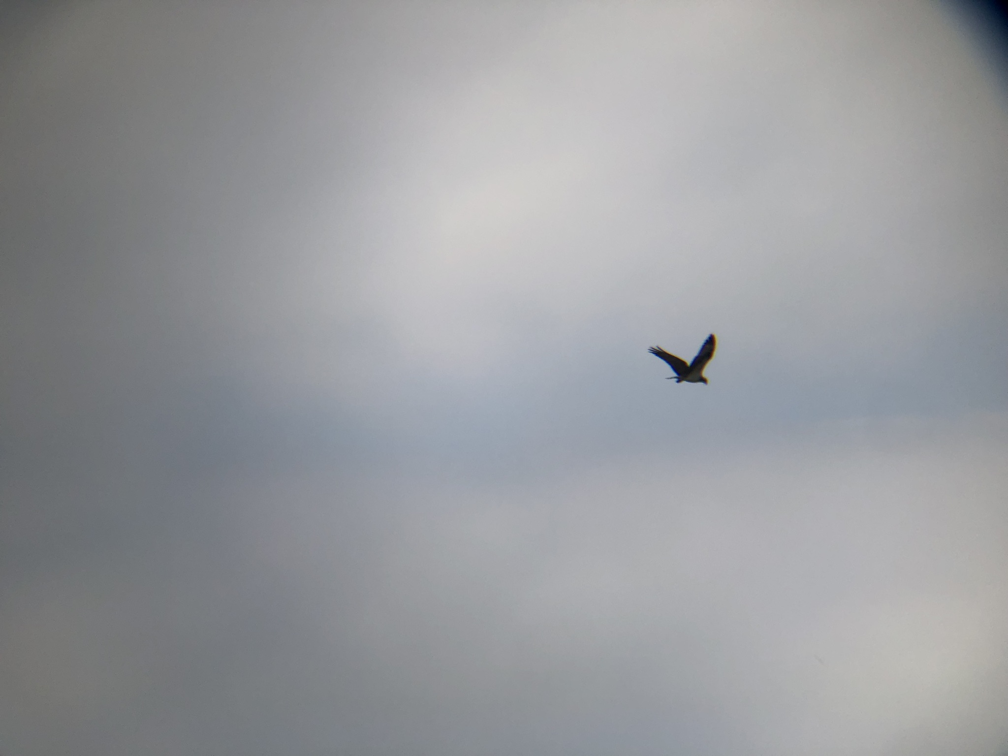 ミサゴ 高松市牟礼町 八栗河口3月