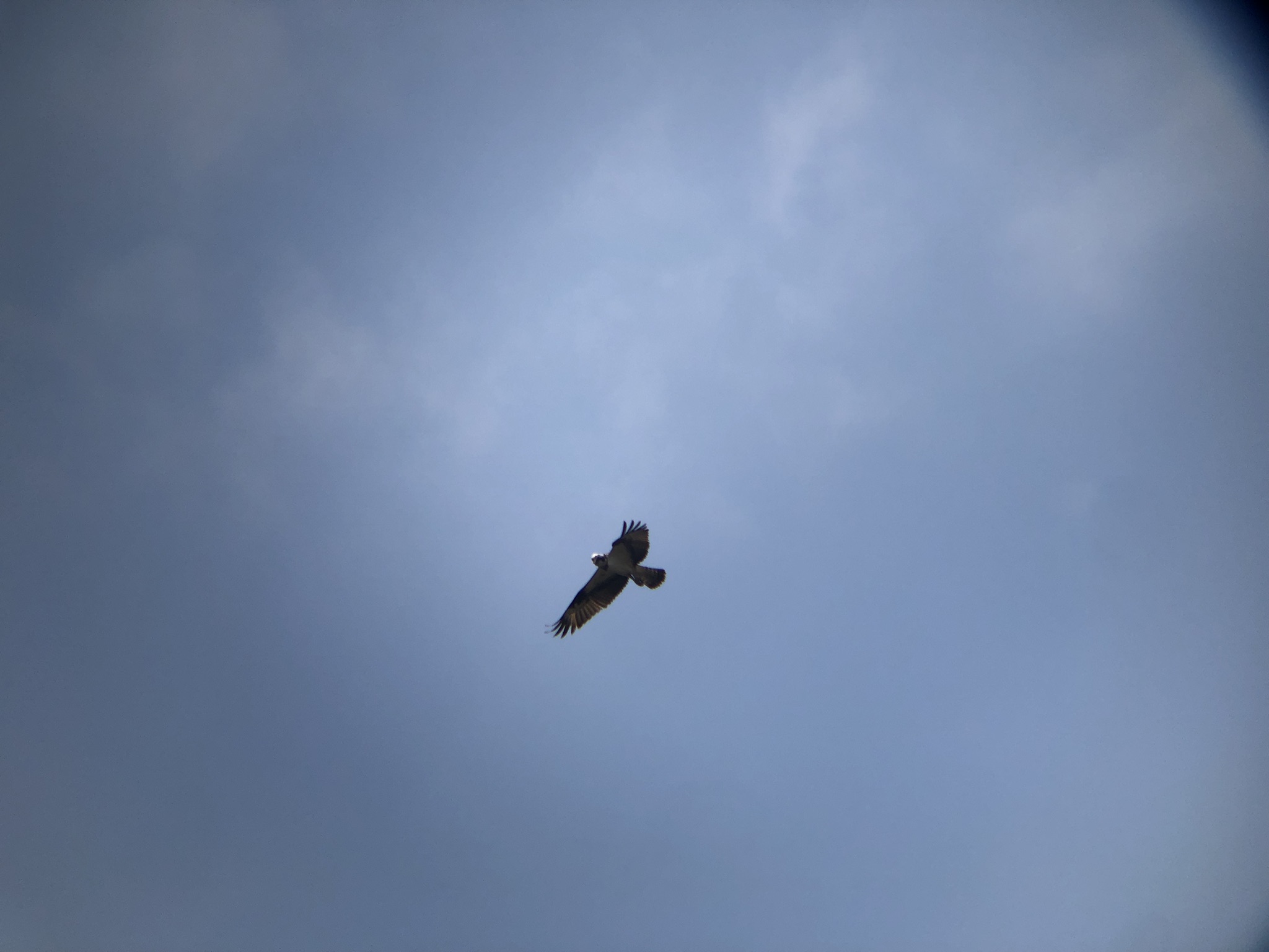 ミサゴ 高松市牟礼町 八栗河口3月