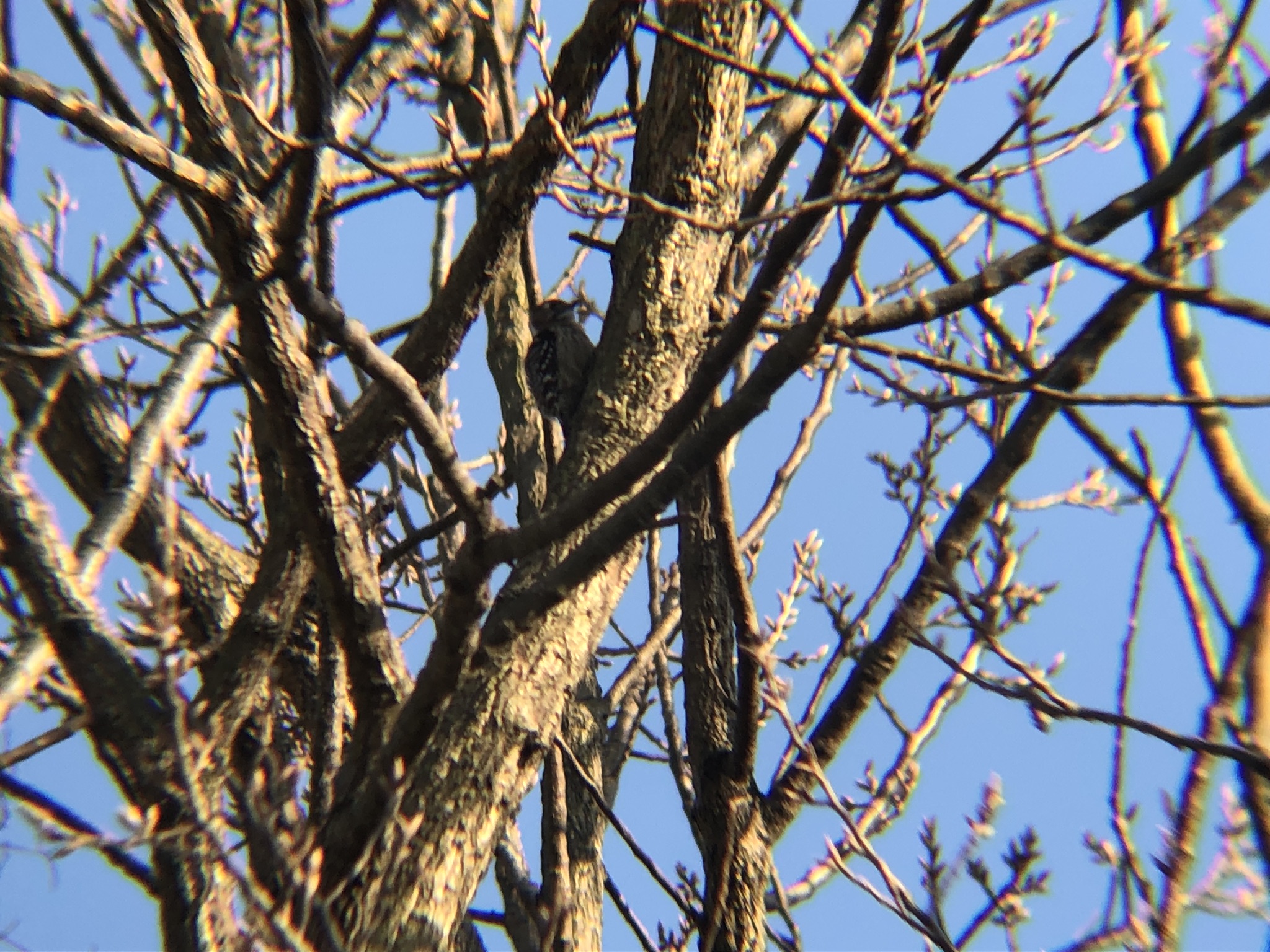 コゲラ 高松市牟礼町2026年3月