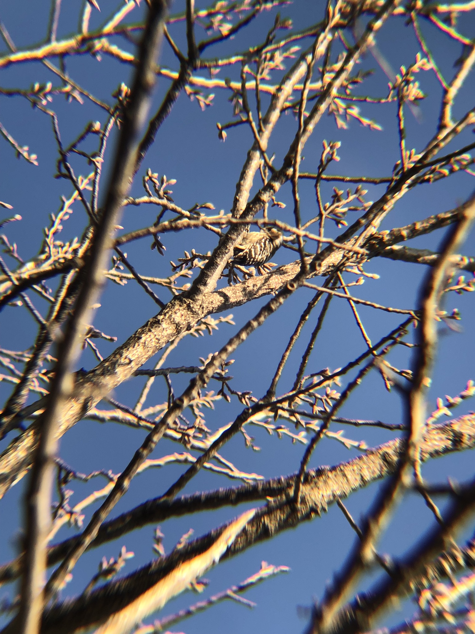 コゲラ 高松市牟礼町2026年3月