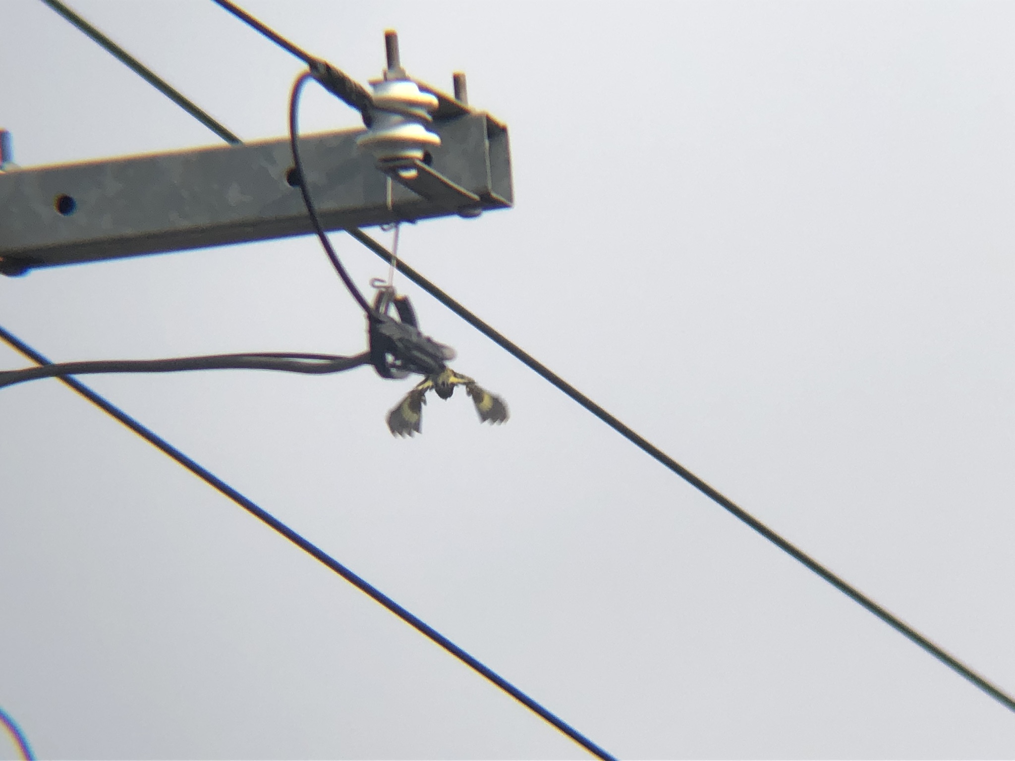 カワラヒワ 高松市牟礼町 3月