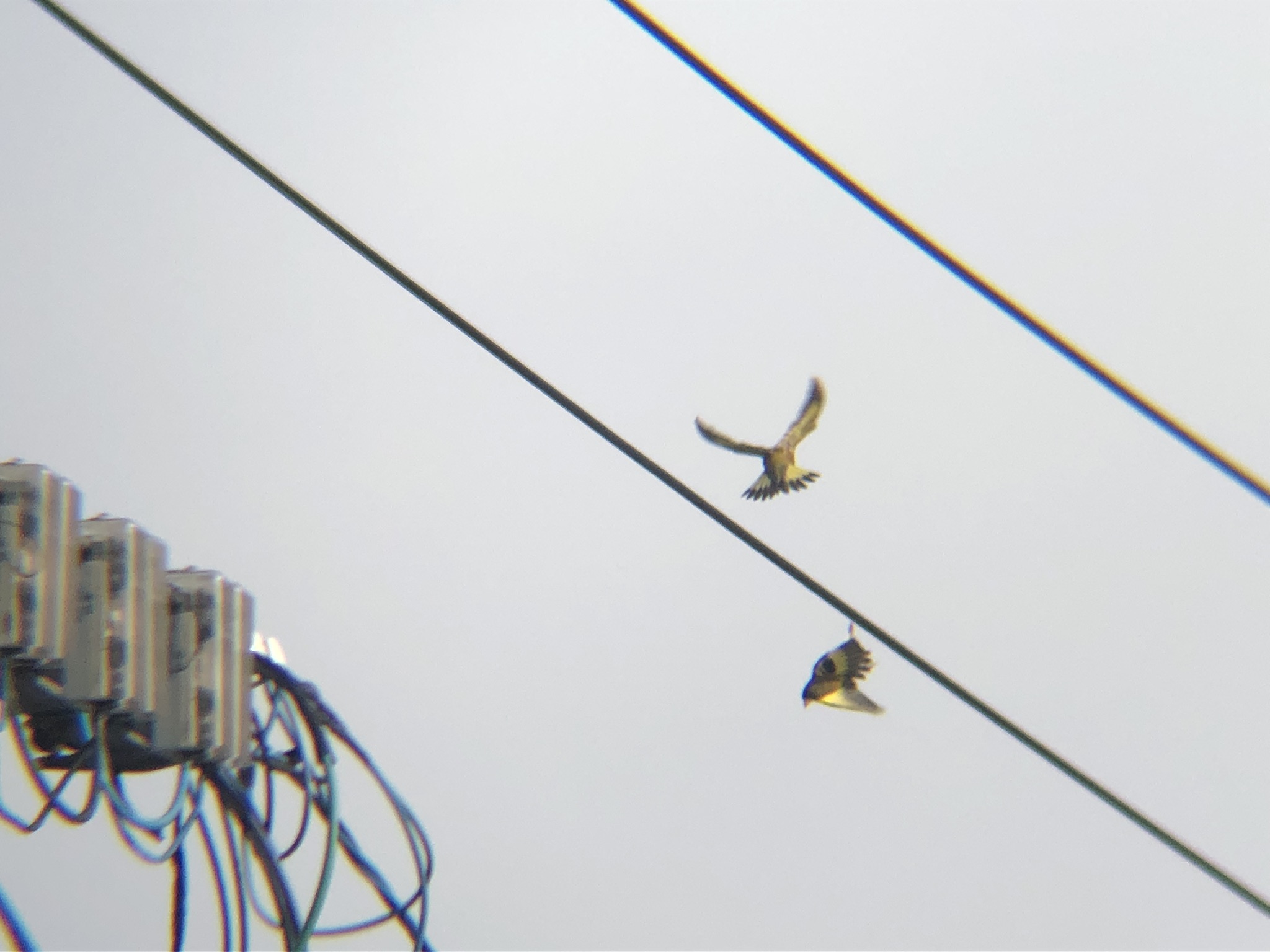 カワラヒワ 高松市牟礼町 3月