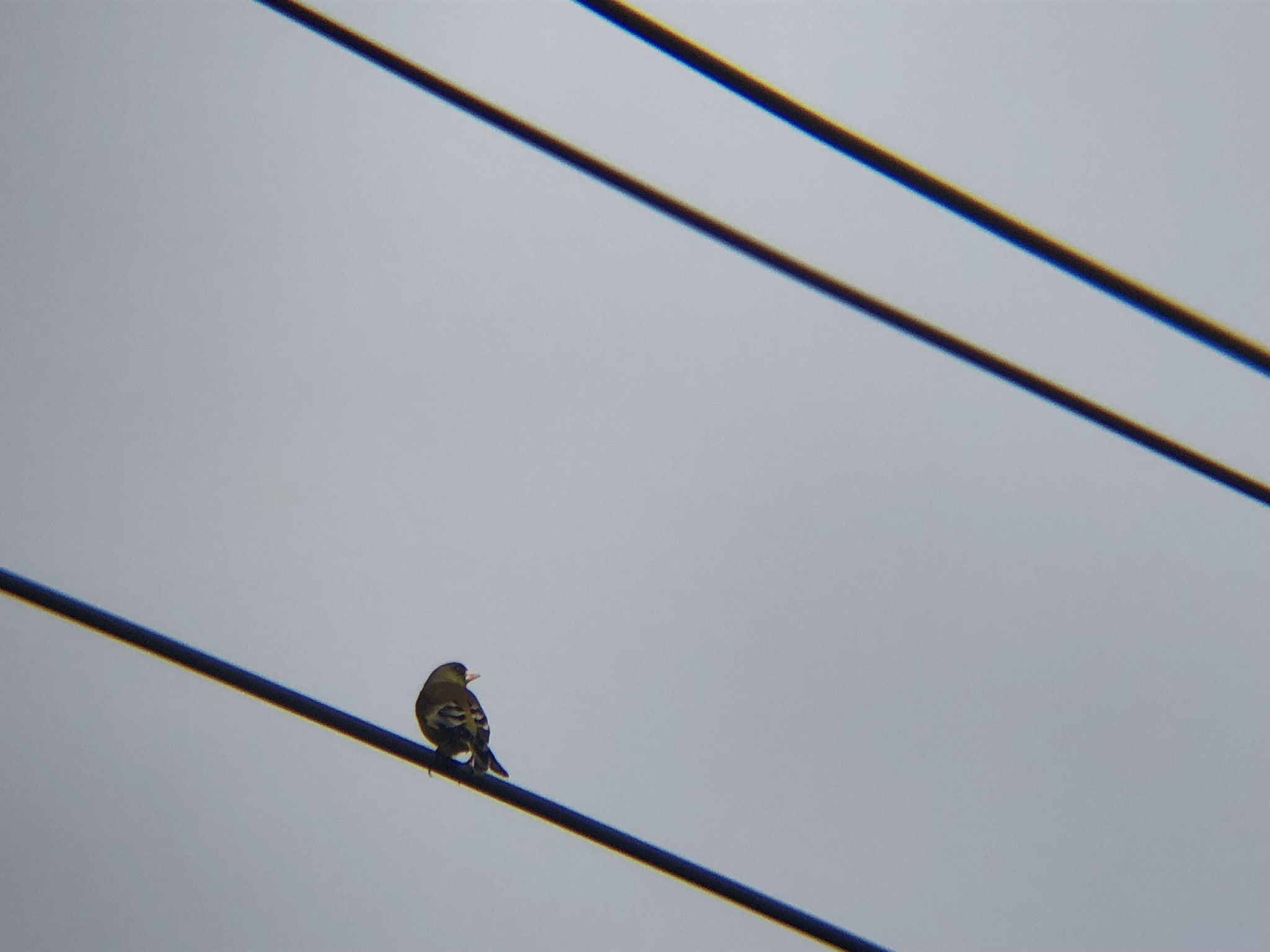 カワラヒワ 高松市牟礼町 3月