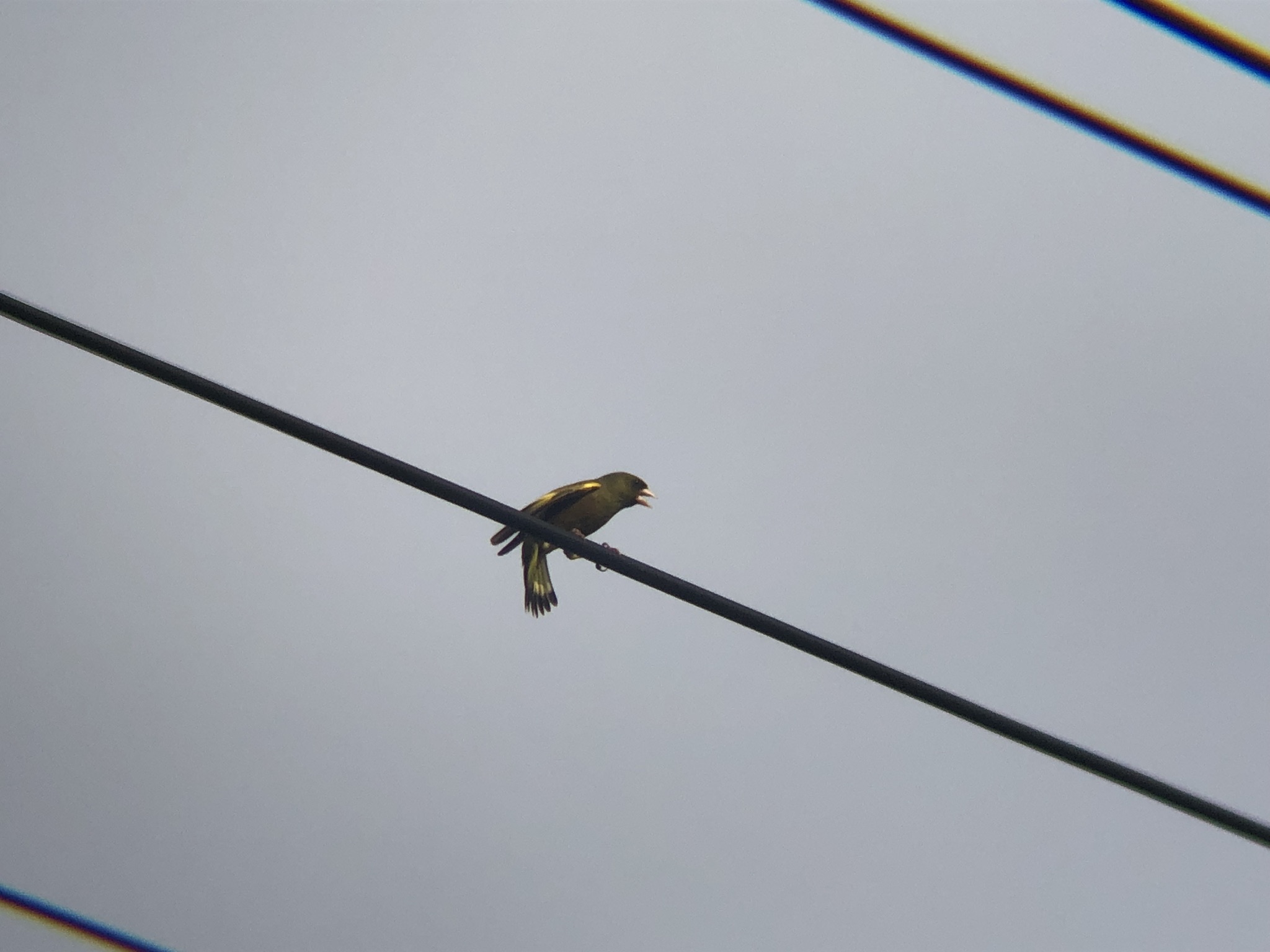 カワラヒワ 高松市牟礼町 3月