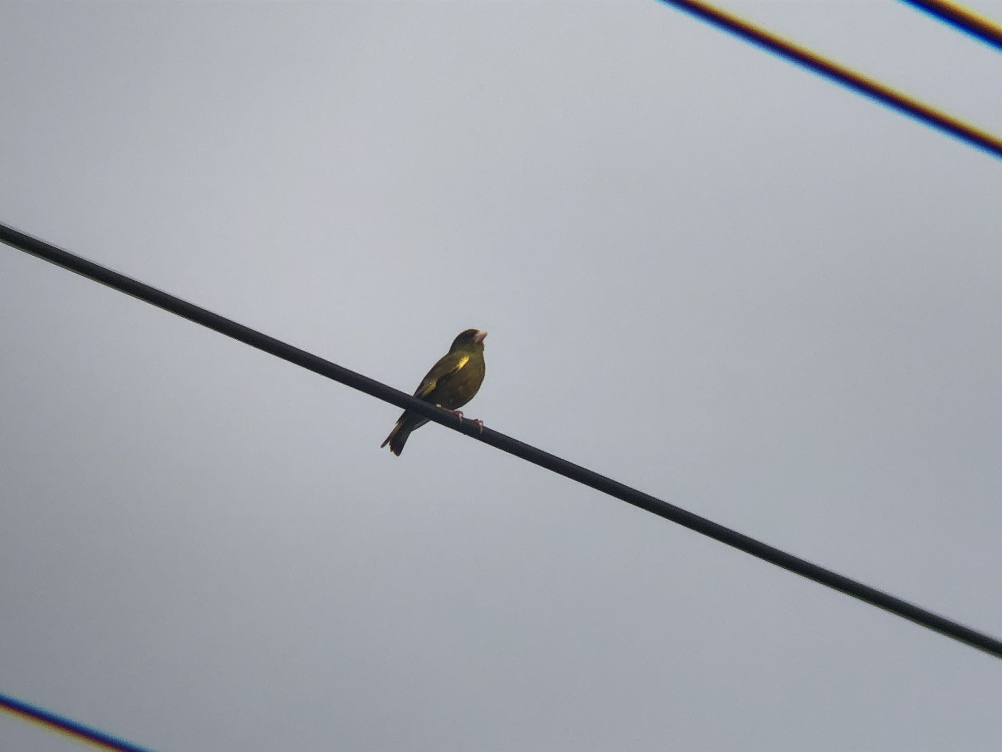 カワラヒワ 高松市牟礼町 3月