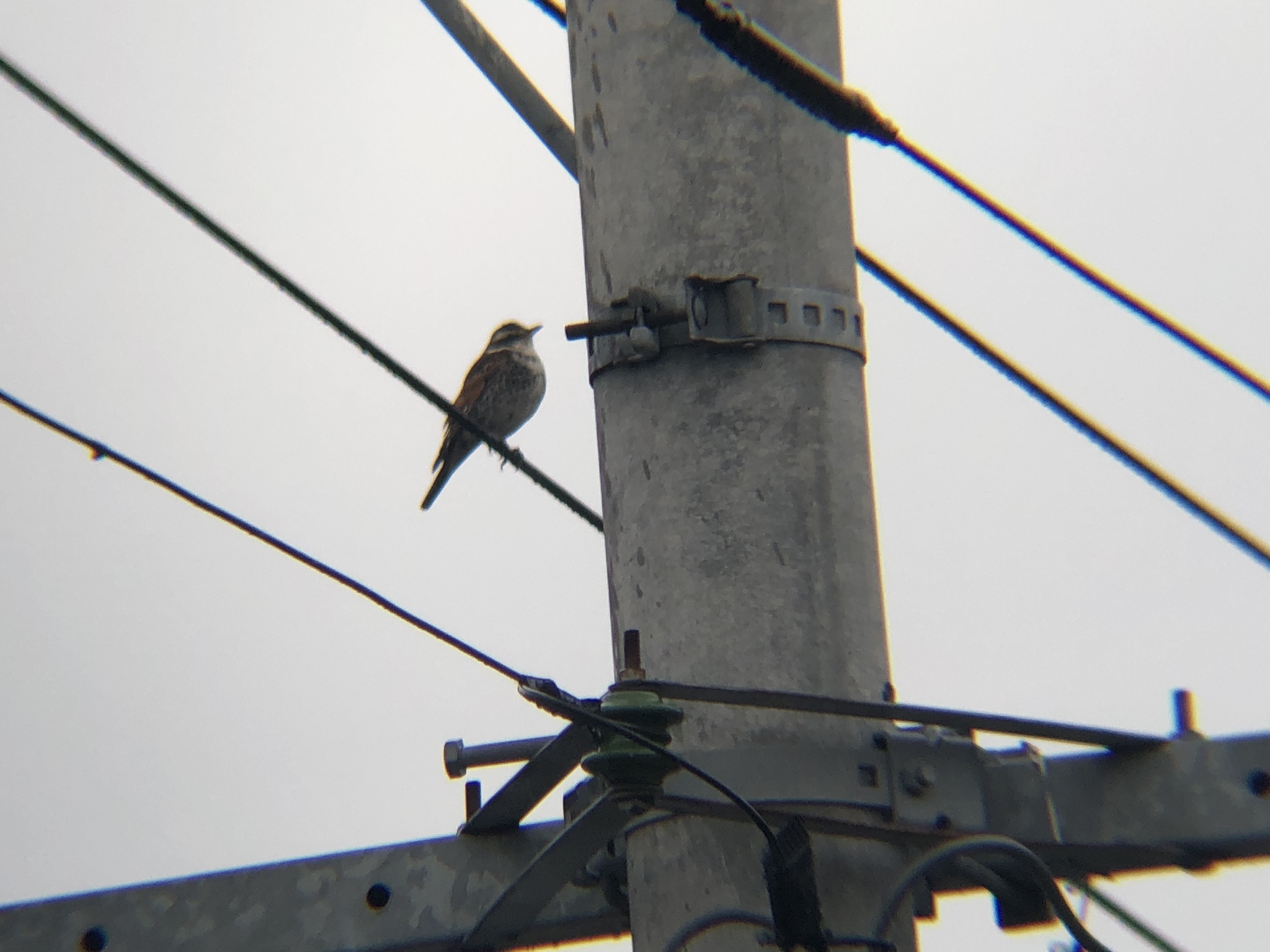 ツグミ 高松市牟礼町 撮影3月