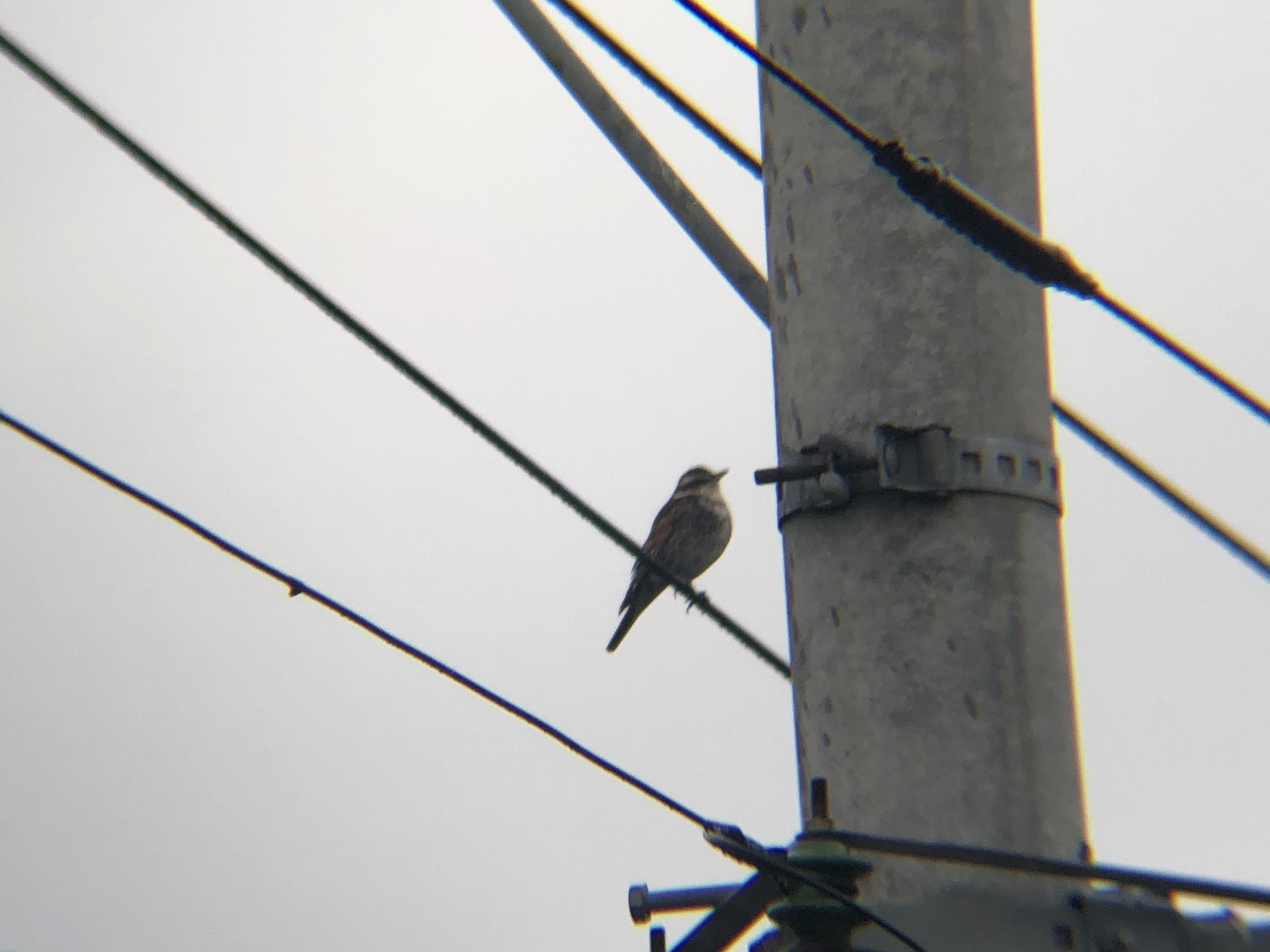 ツグミ 高松市牟礼町 撮影3月