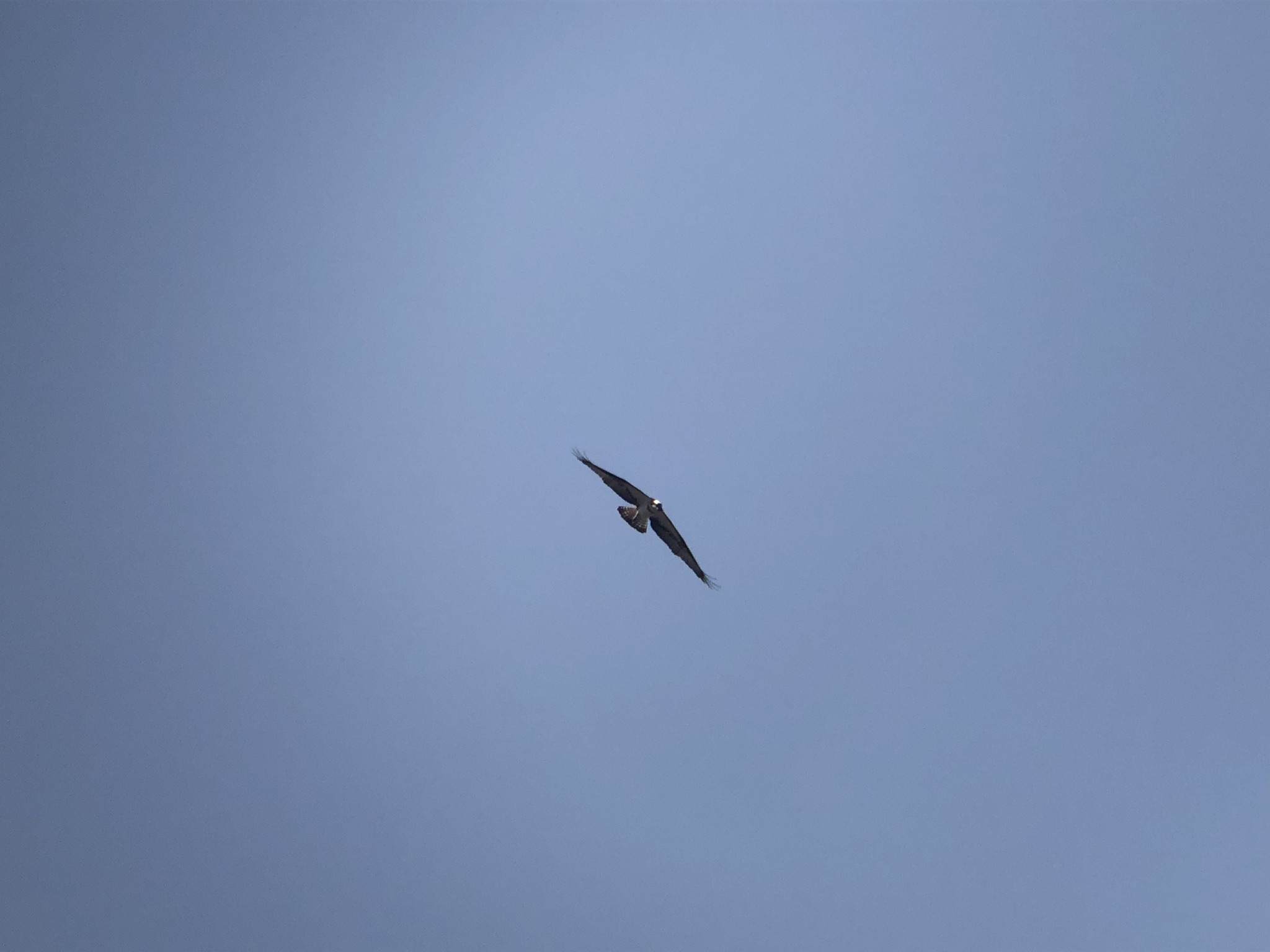 ミサゴ屋島壇ノ浦