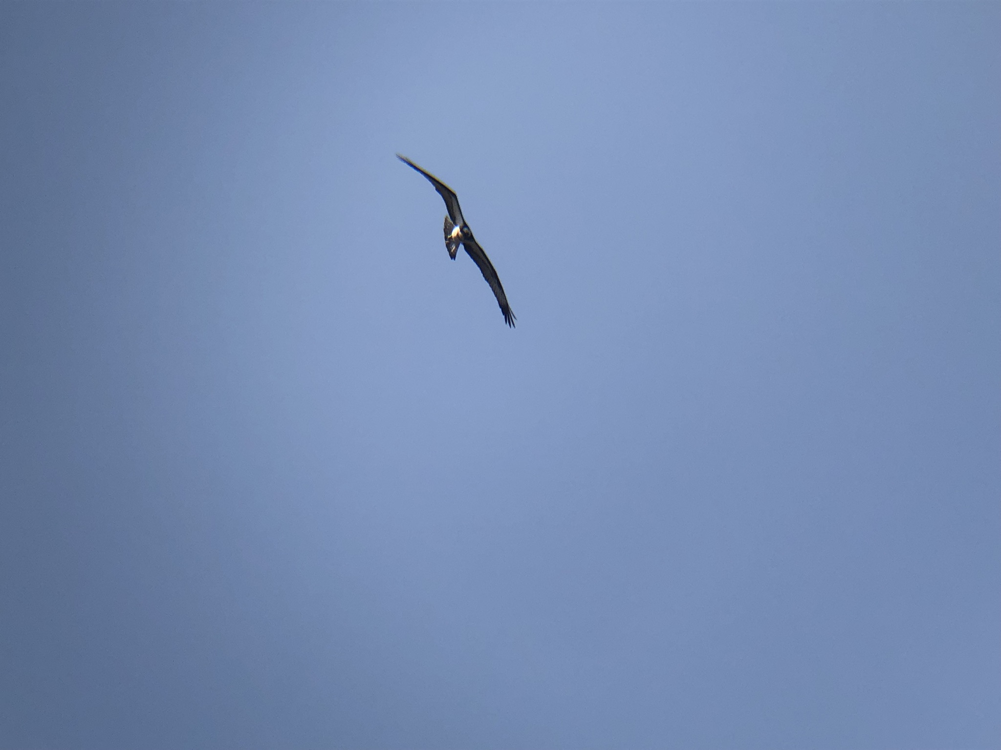 ミサゴ屋島壇ノ浦上空