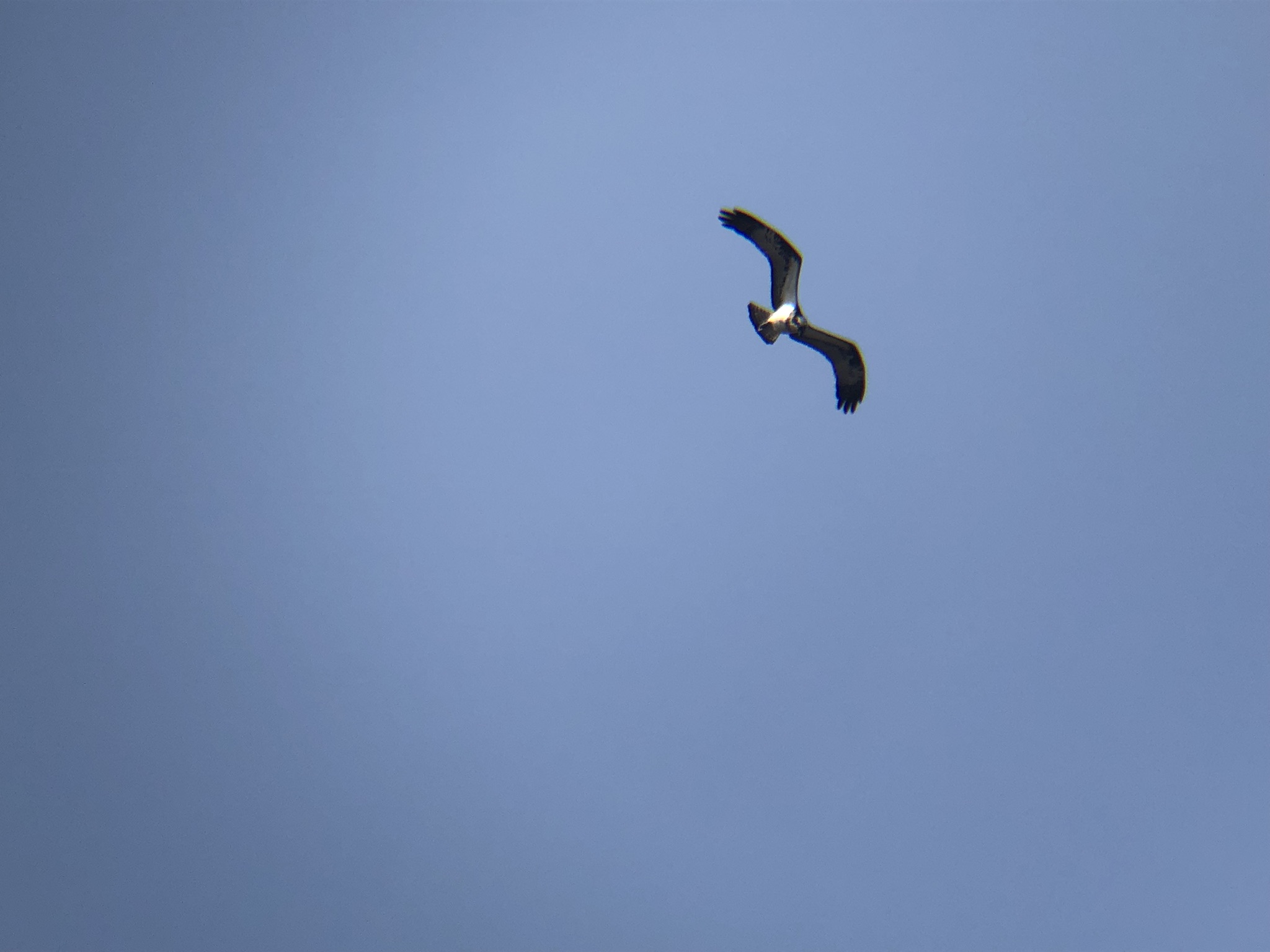 ミサゴ屋島壇ノ浦