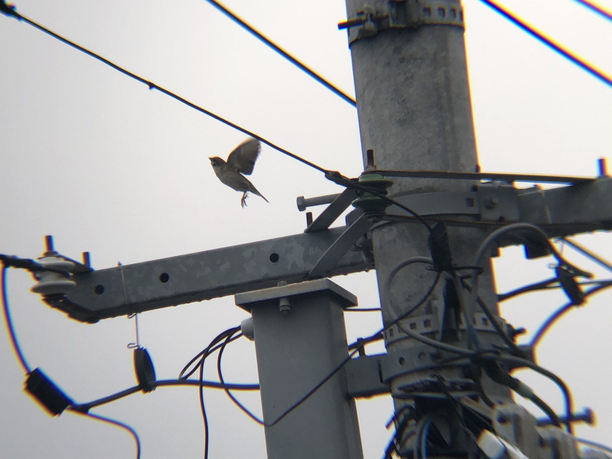 すずめ 牟礼町 ３月