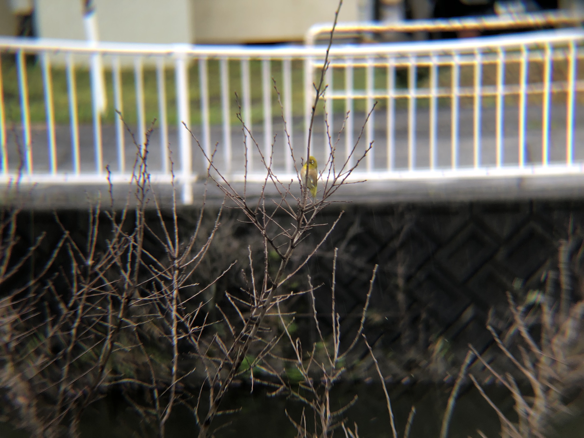 メジロ 牟礼町4月撮影