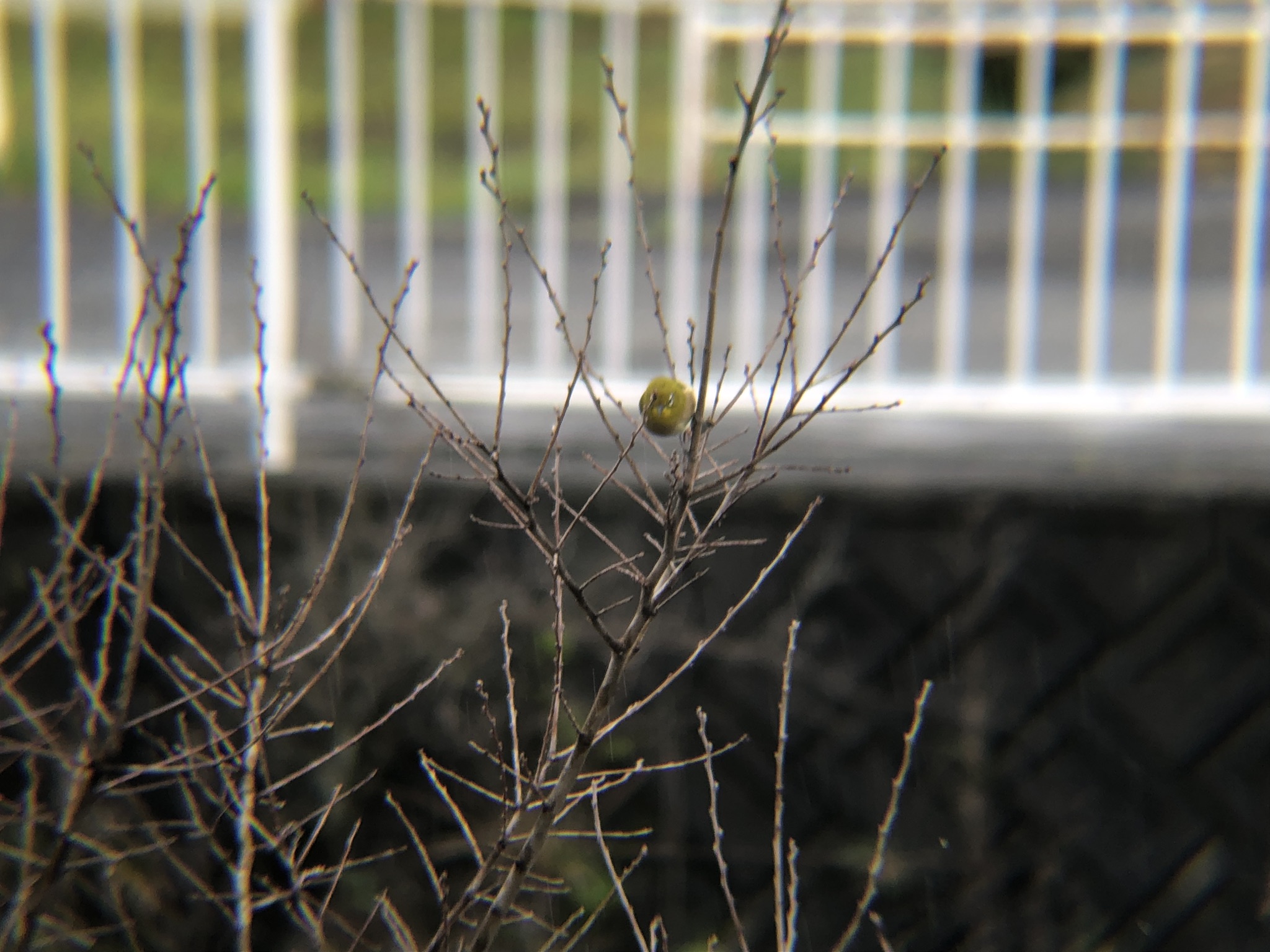 メジロ 牟礼町4月撮影