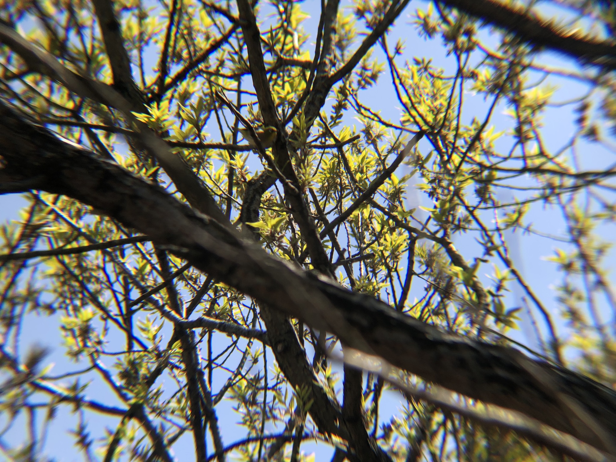 メジロ 牟礼町4月撮影