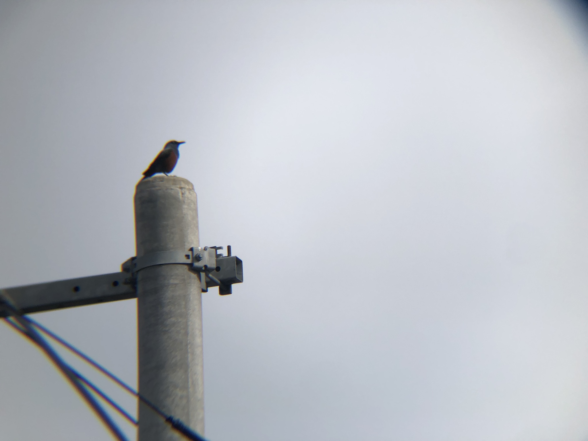 イソヒヨドリ オス 高松市牟礼町２０２６年４月