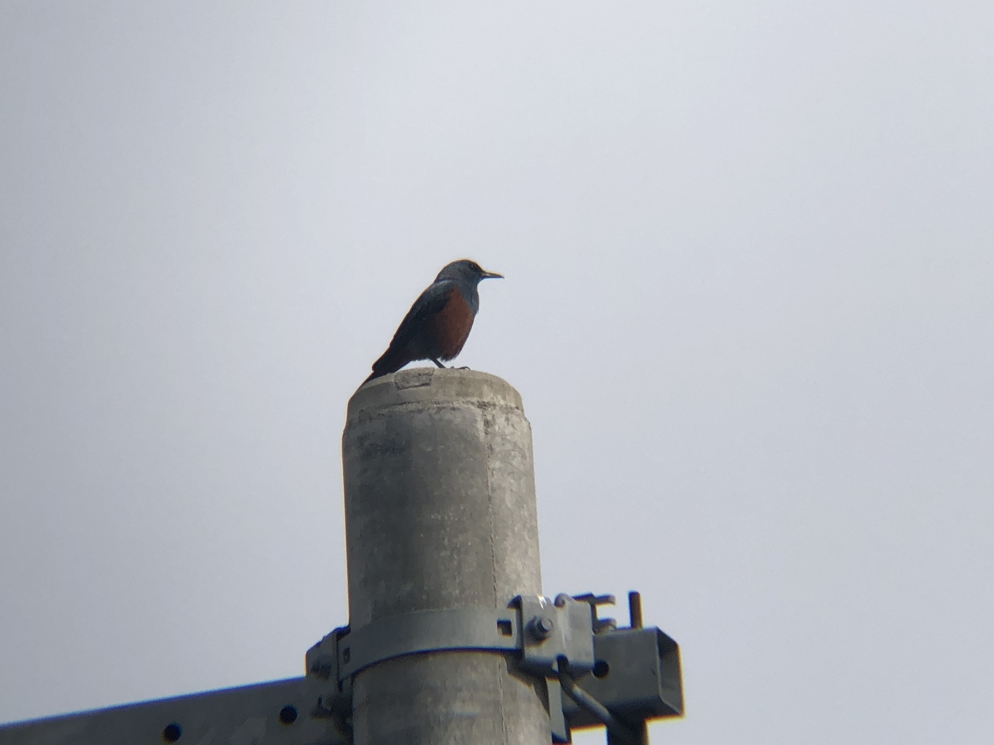 イソヒヨドリ オス 高松市牟礼町２０２６年４月