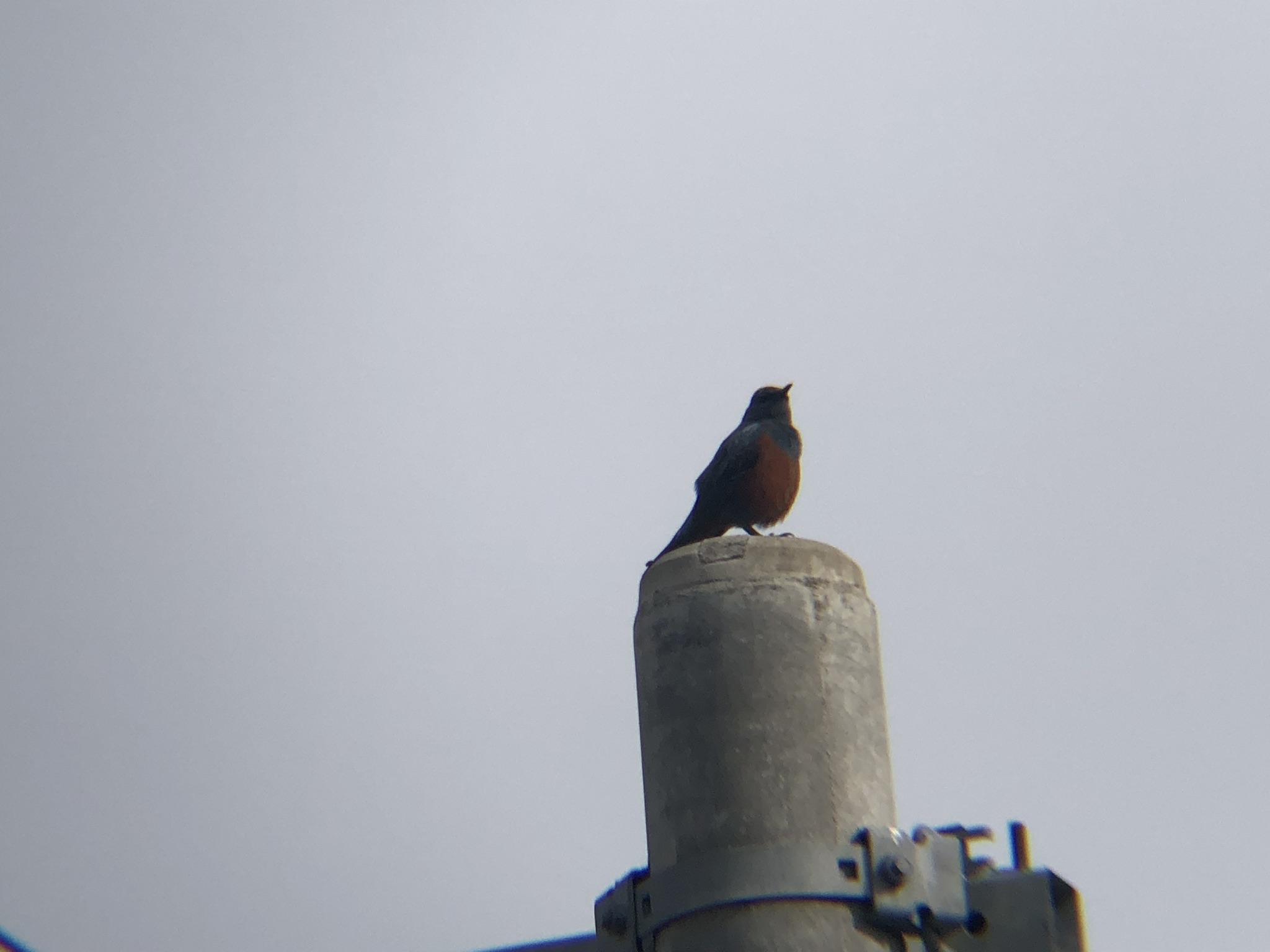 イソヒヨドリ オス 高松市牟礼町２０２６年４月