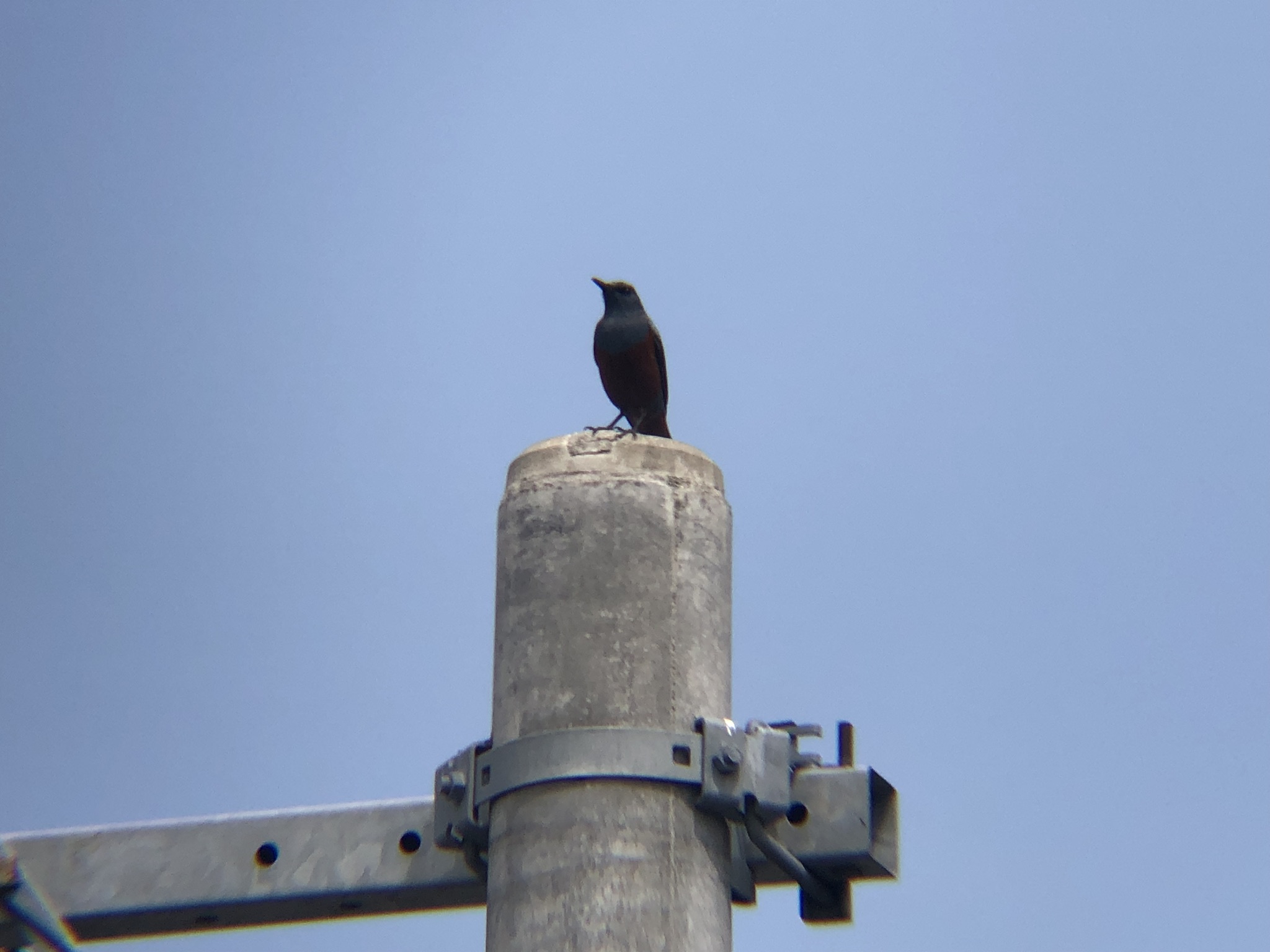 イソヒヨドリ オス 高松市牟礼町２０２６年４月