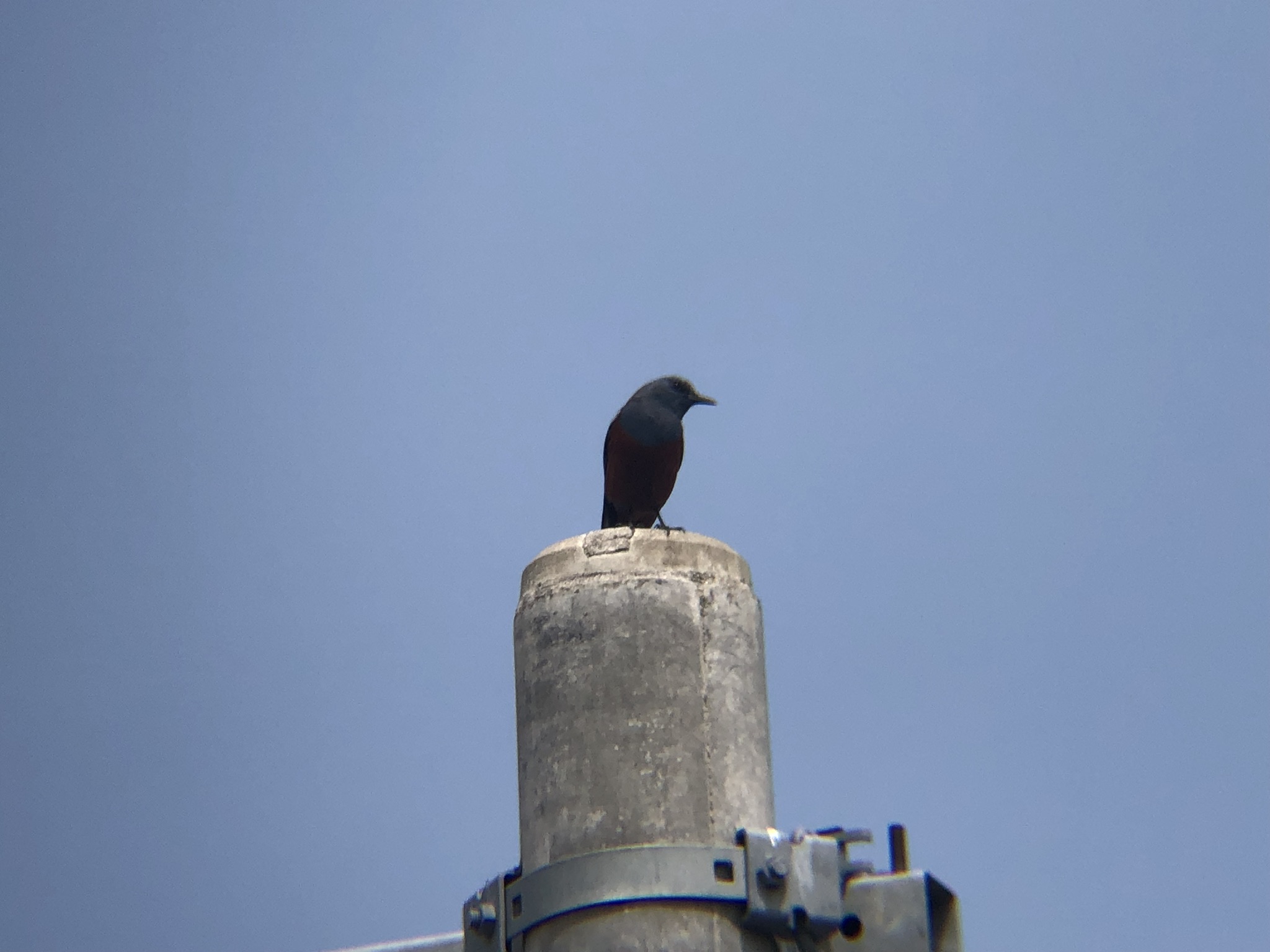 イソヒヨドリ オス 高松市牟礼町２０２６年４月