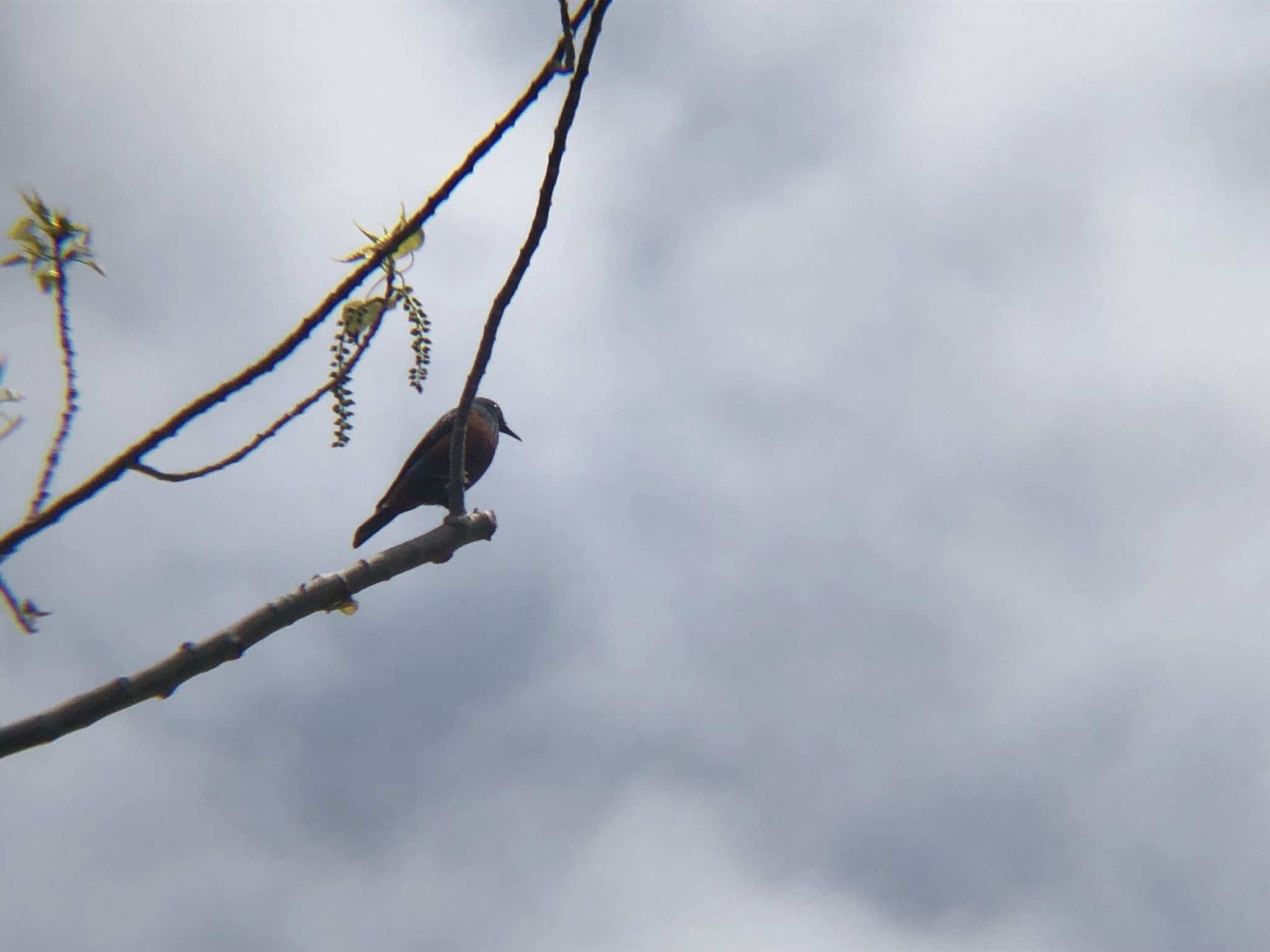 イソヒヨド 高松市庵治町４月