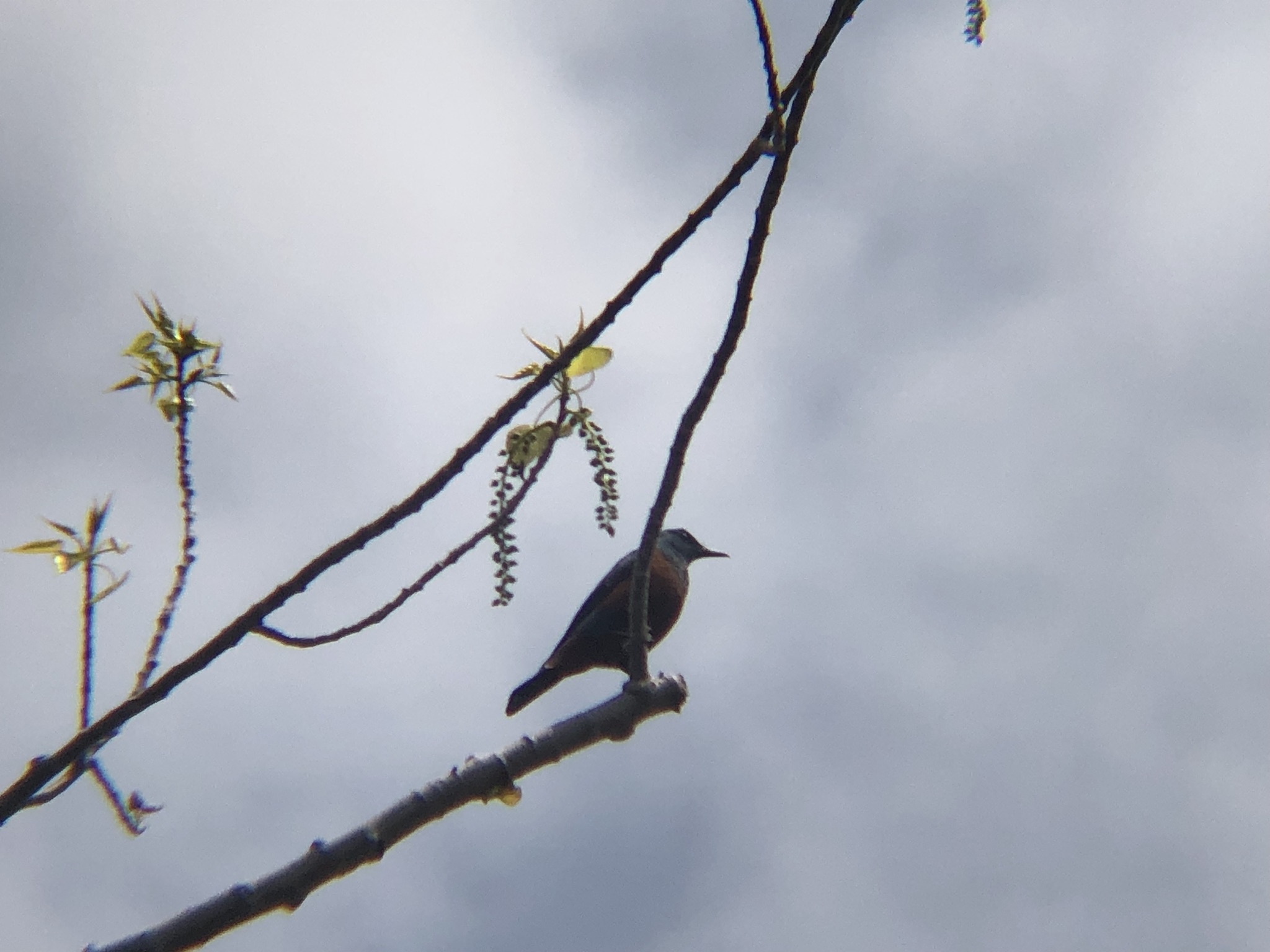 イソヒヨド 高松市庵治町４月