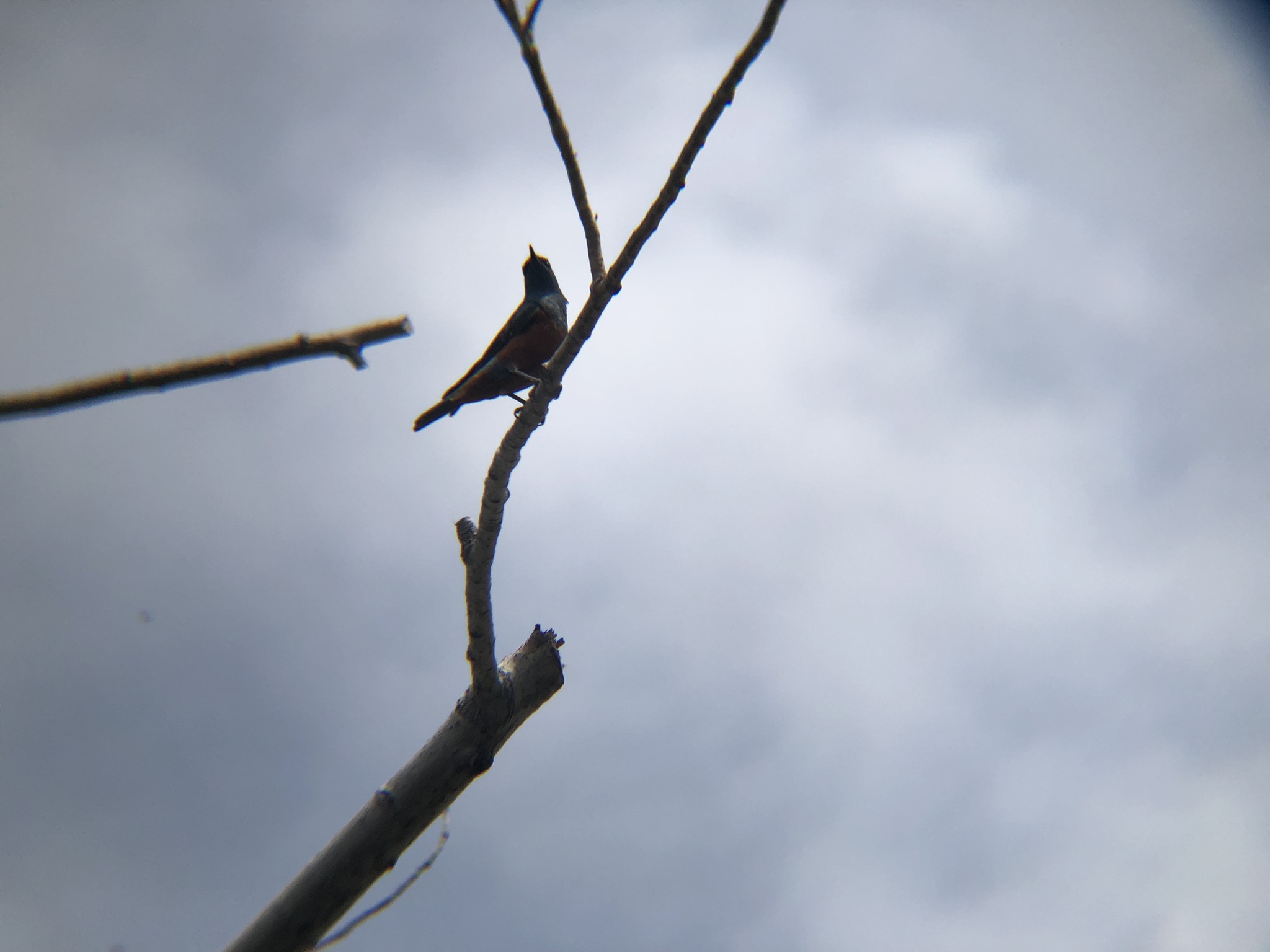 イソヒヨド 高松市庵治町４月