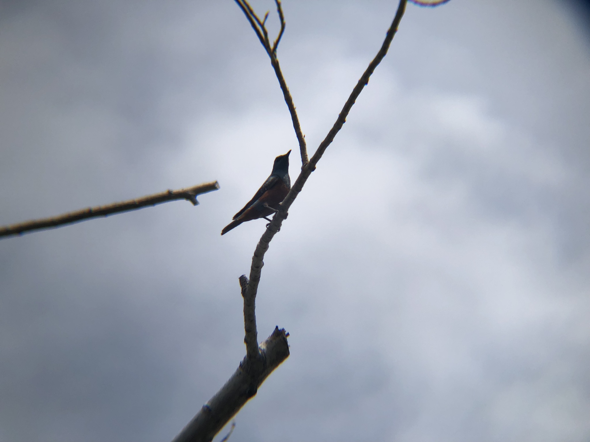 イソヒヨド 高松市庵治町４月