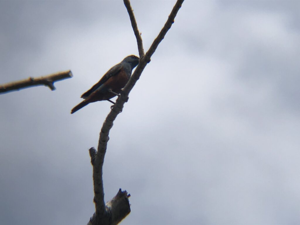 イソヒヨド 高松市庵治町４月