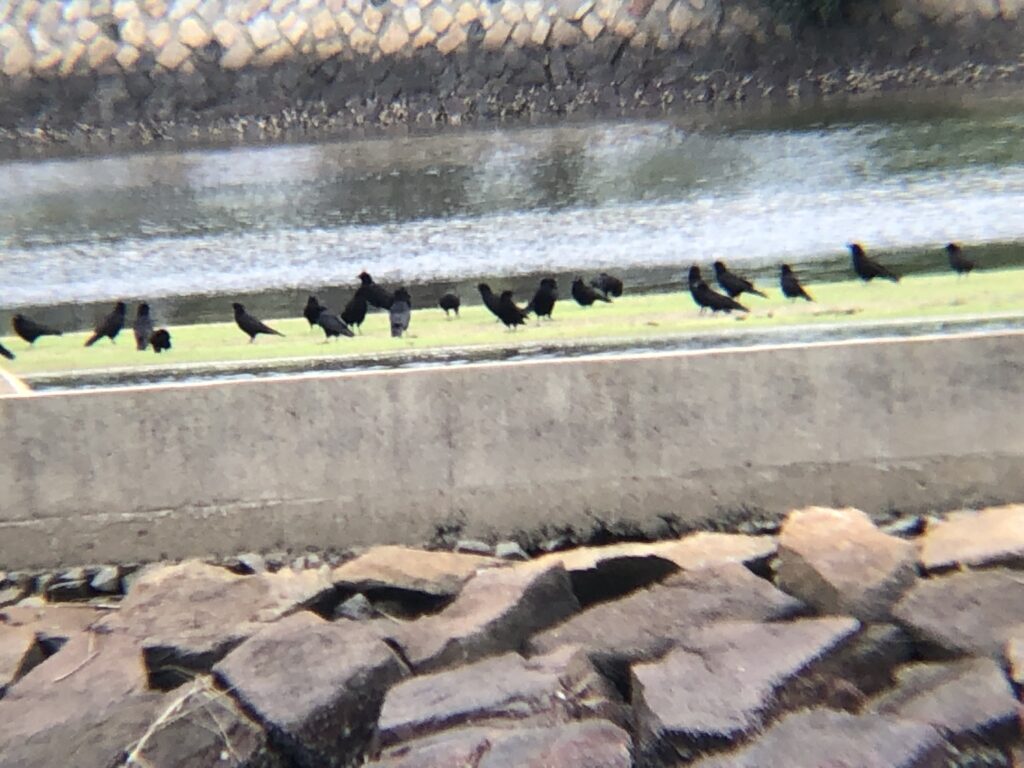 カラス群