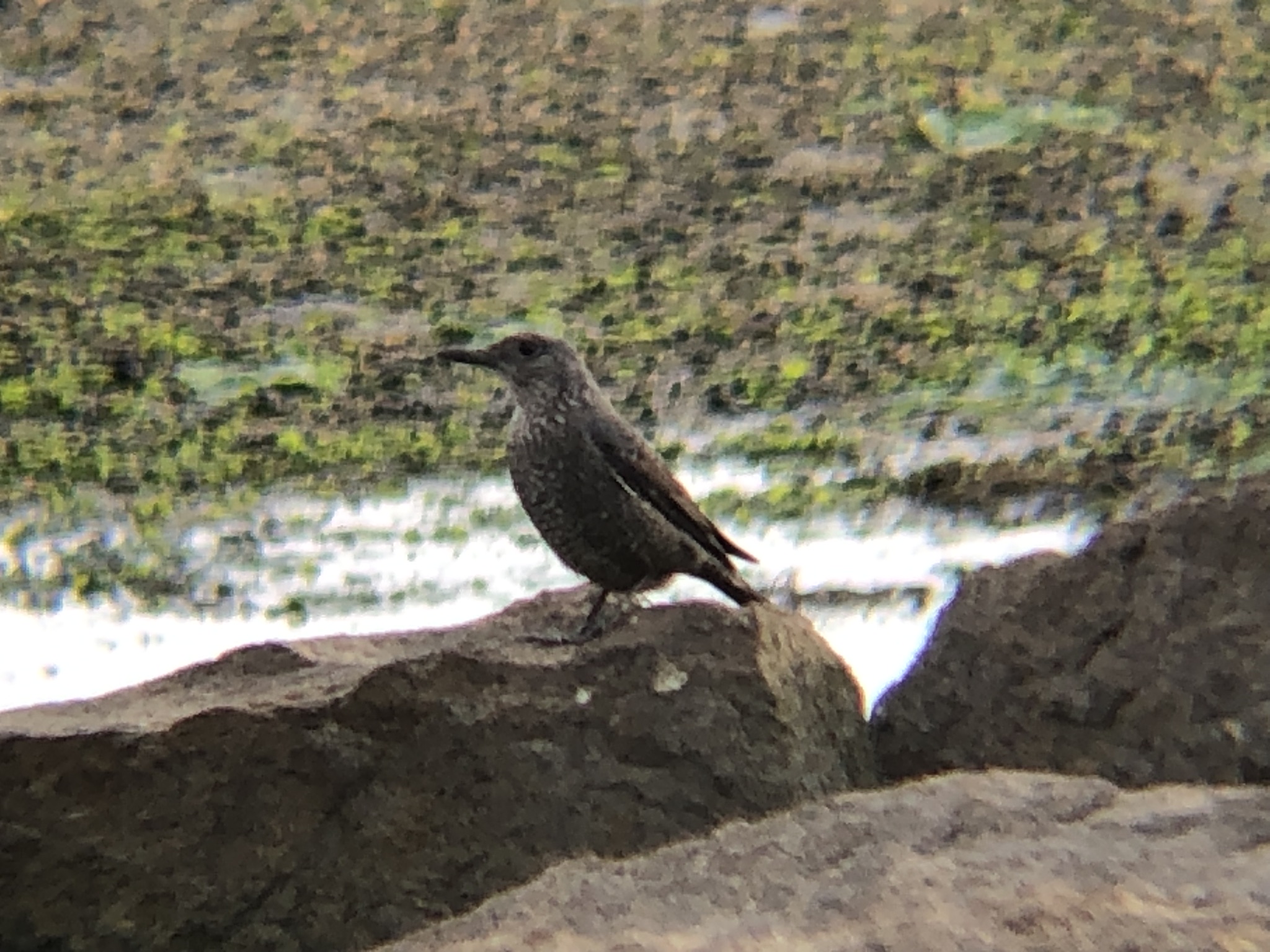 イソヒヨドリ メス 屋島5月
