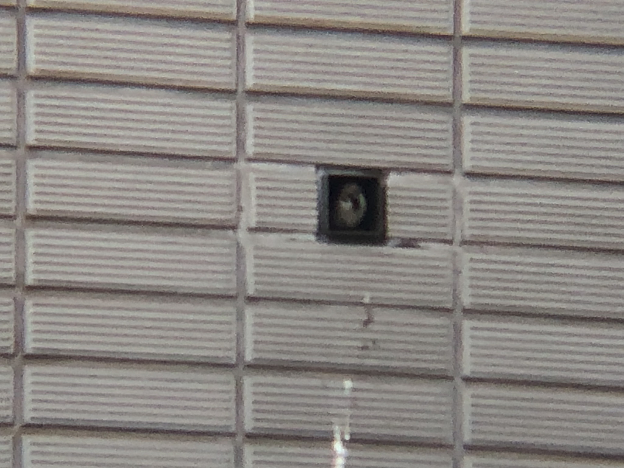 すずめ 屋島 5月撮影