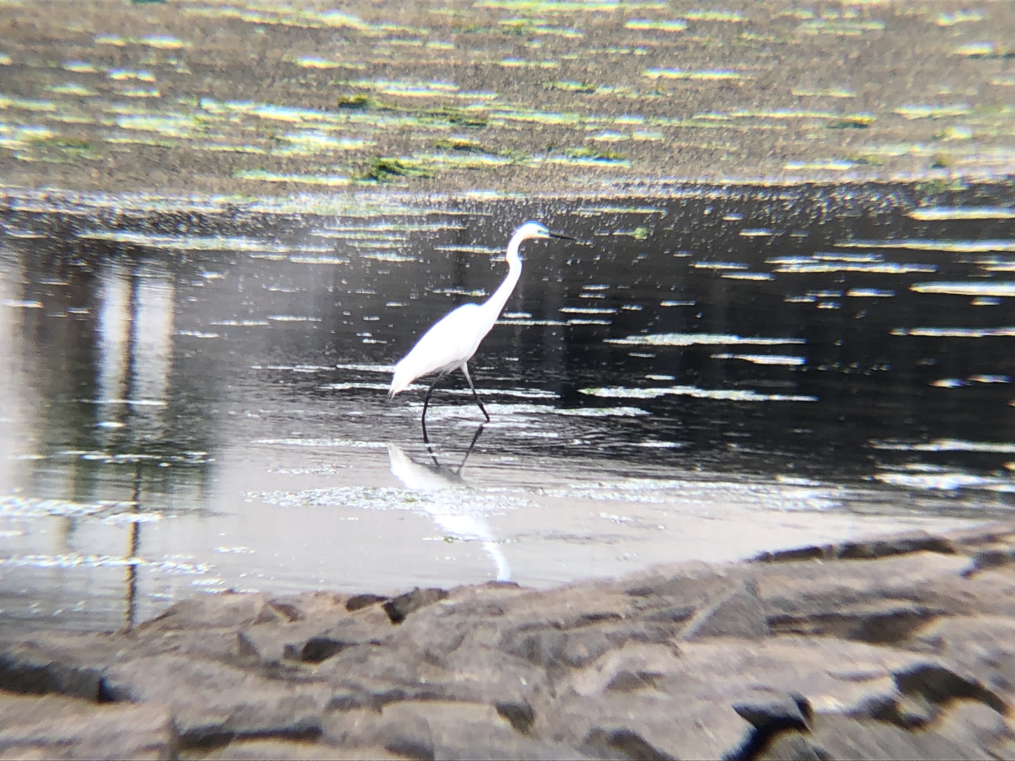 シラサギ高松市屋島河口５月