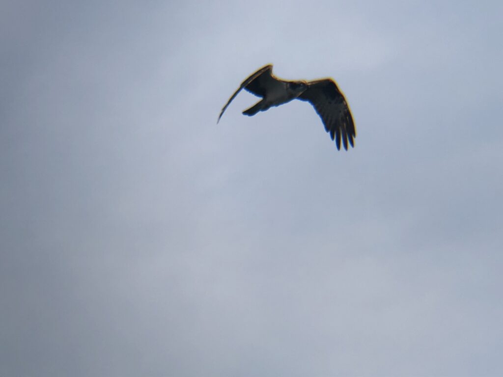 ミサゴ 高松市屋島東町５月