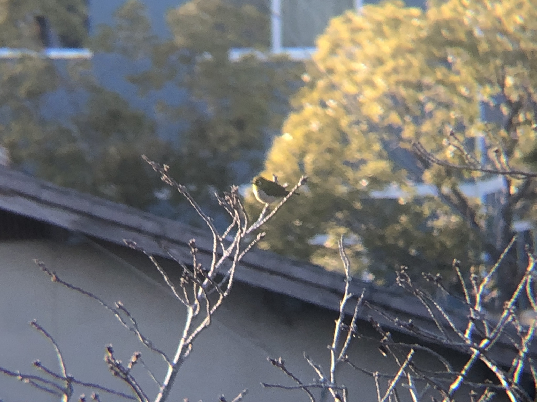 メジロ 高松市牟礼町 1月撮影