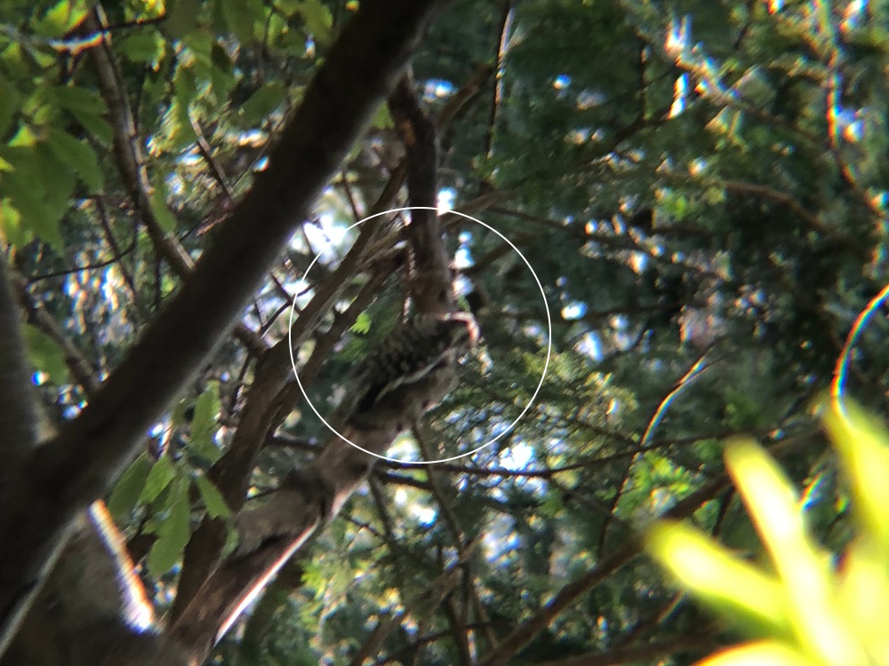 コゲラ 高松市八栗寺7月