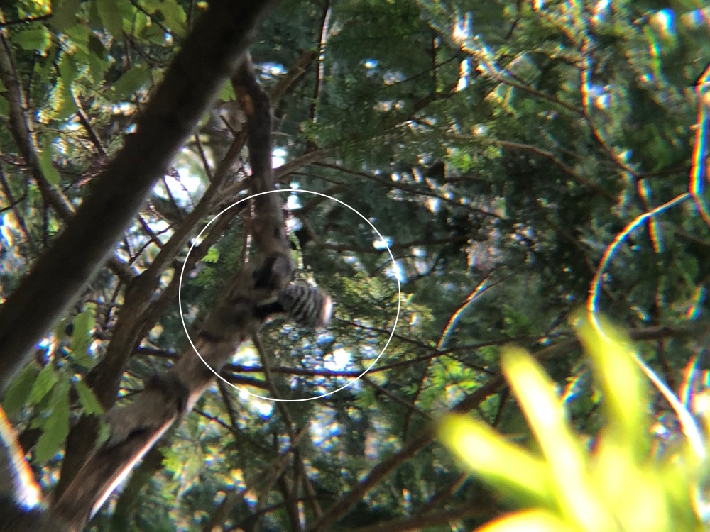 コゲラ 高松市八栗寺7月