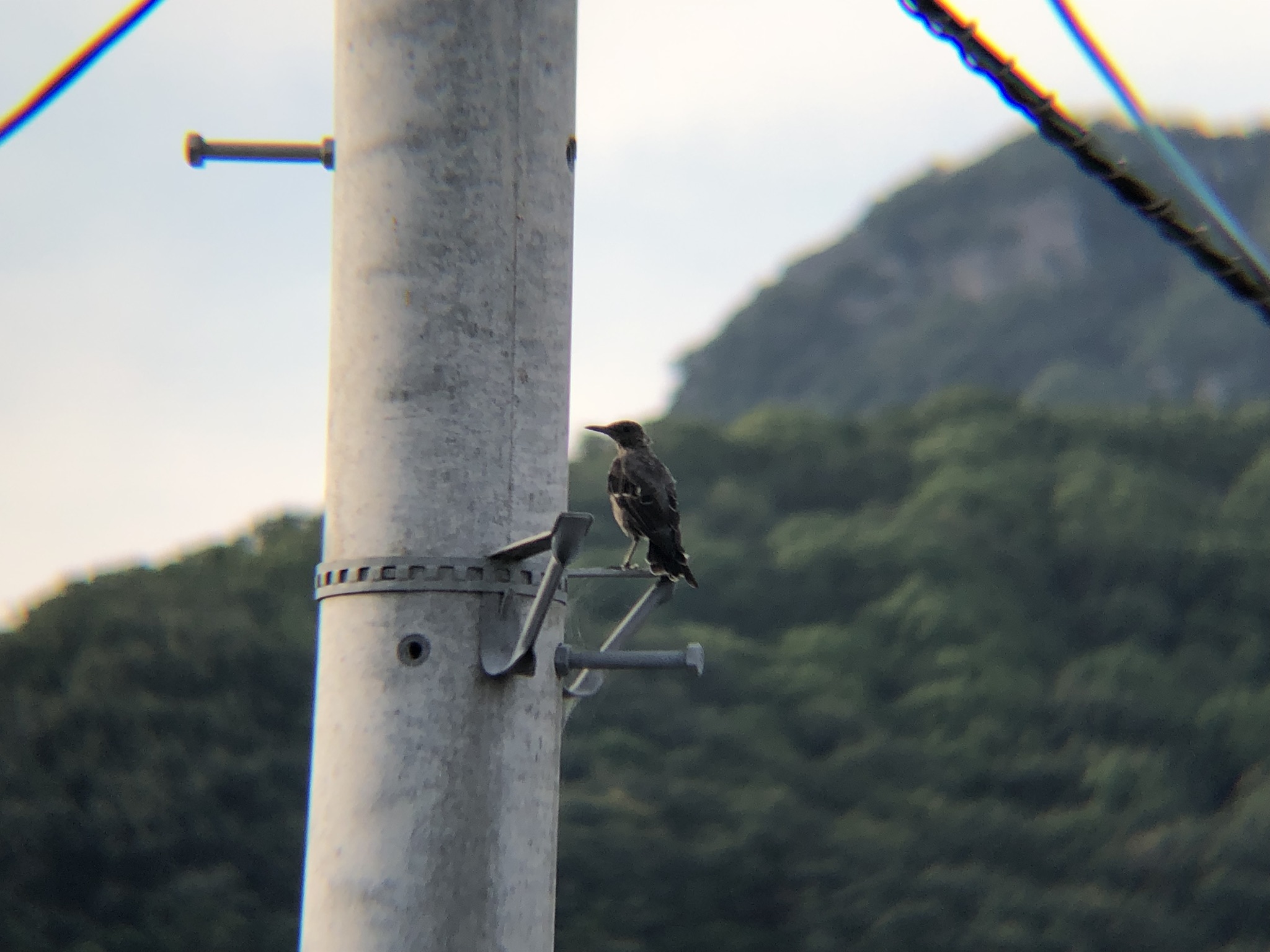 イソヒヨドリ 幼鳥 牟礼町7月