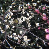 春に観察できる野鳥