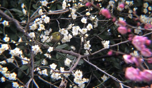 高松市で春に観察できる野鳥