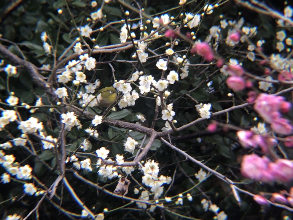 春に観察できる野鳥