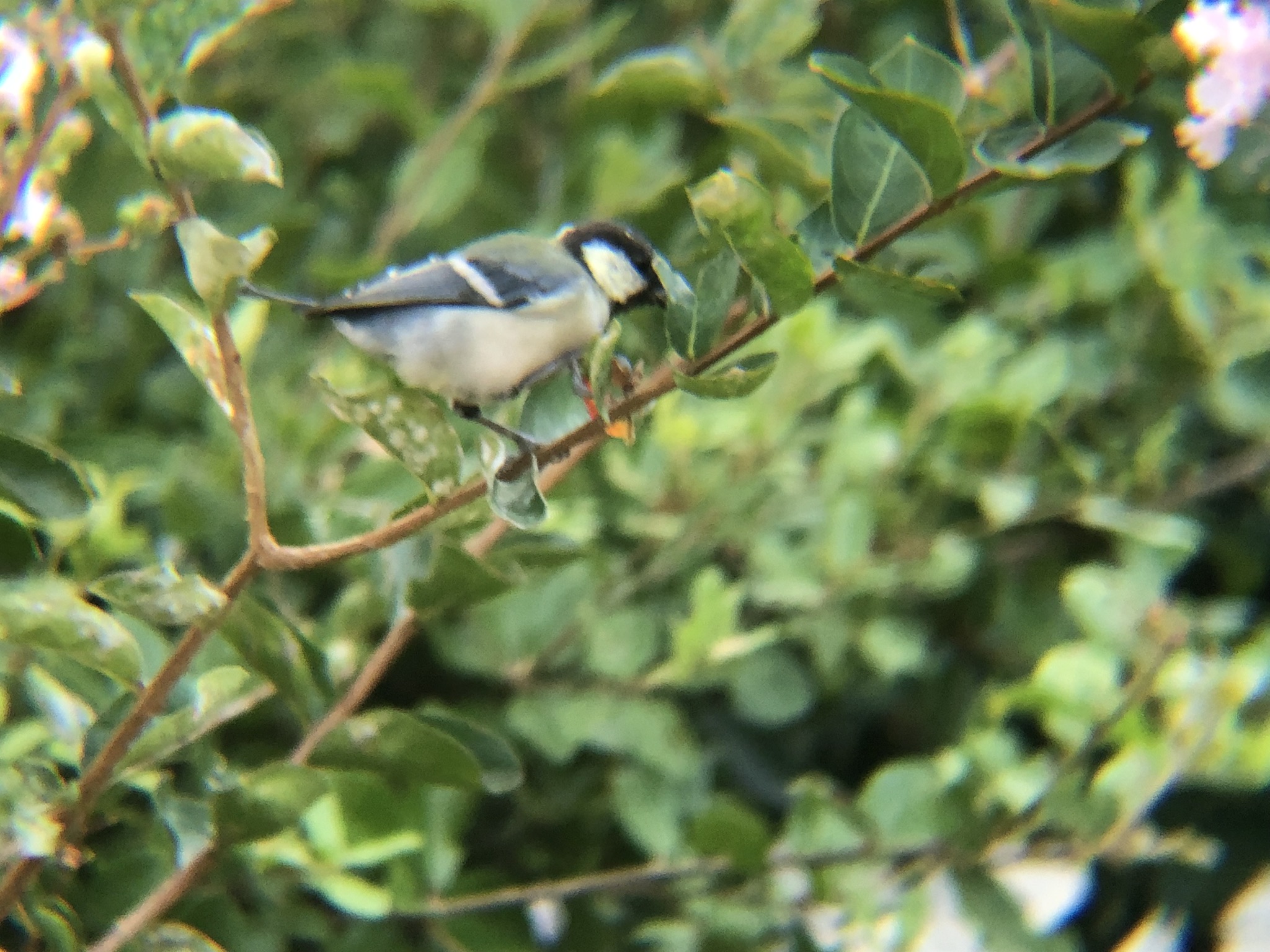 シジュカラが餌を食べています