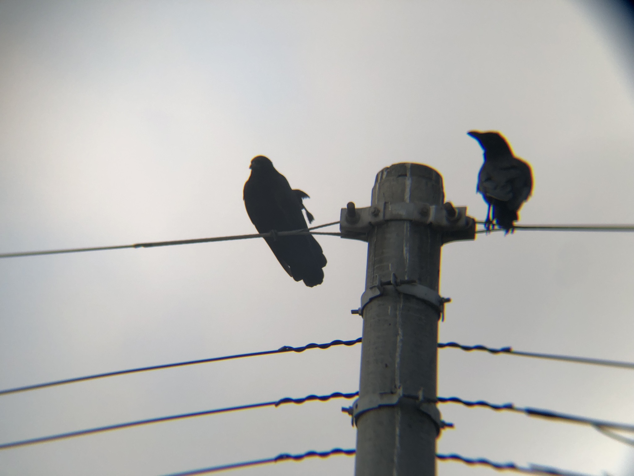 カラス 高松市8月