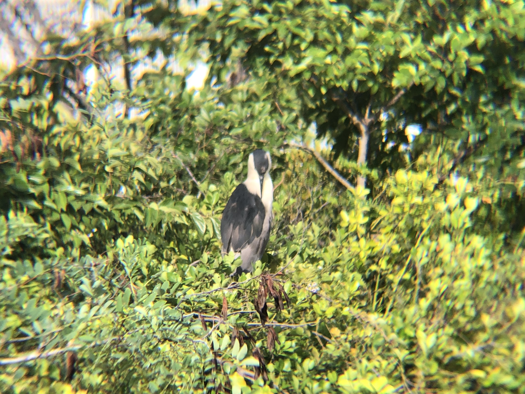 ゴイサギ 高松市屋島相引川9月