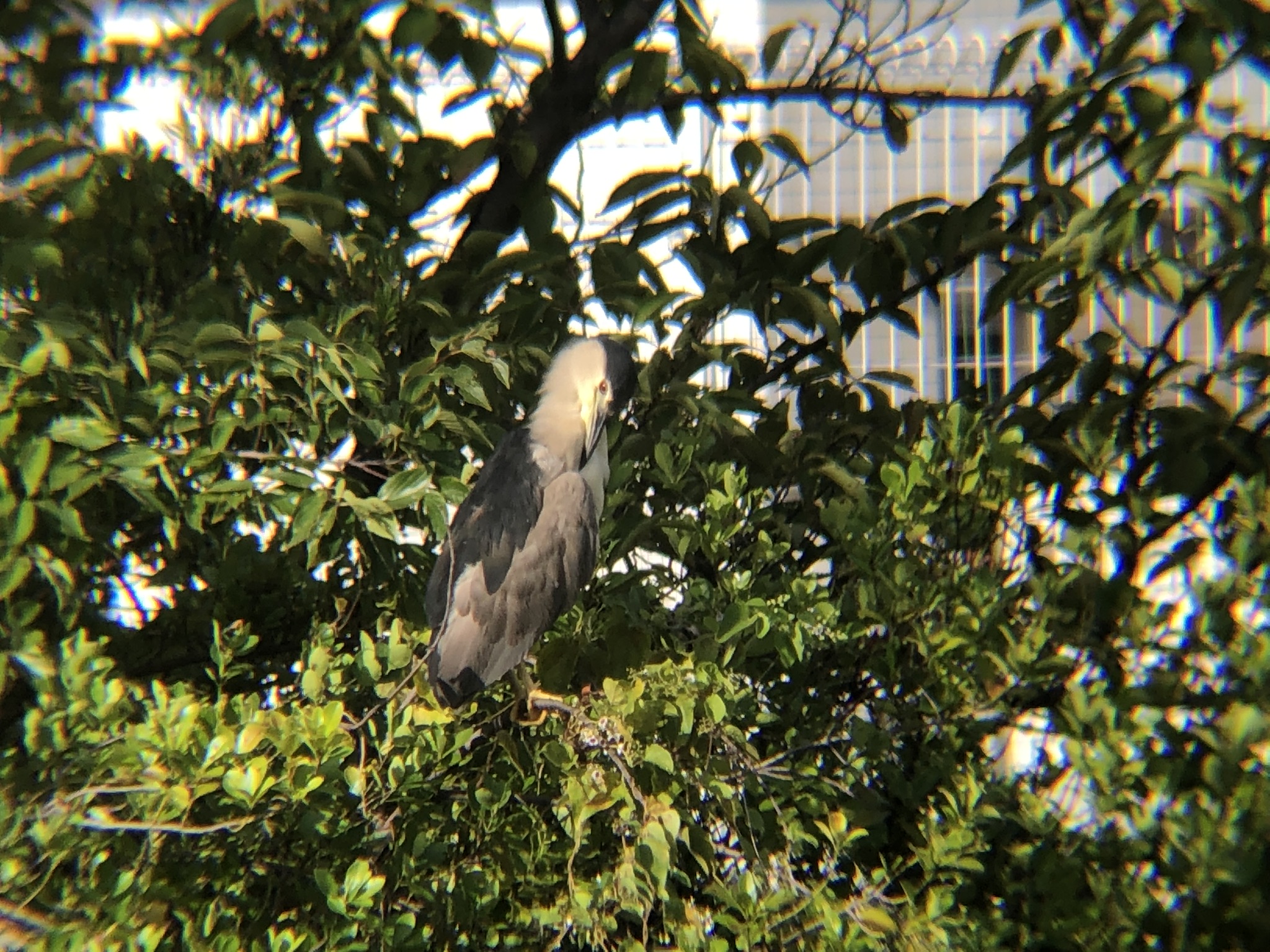 ゴイサギ 高松市屋島相引川9月
