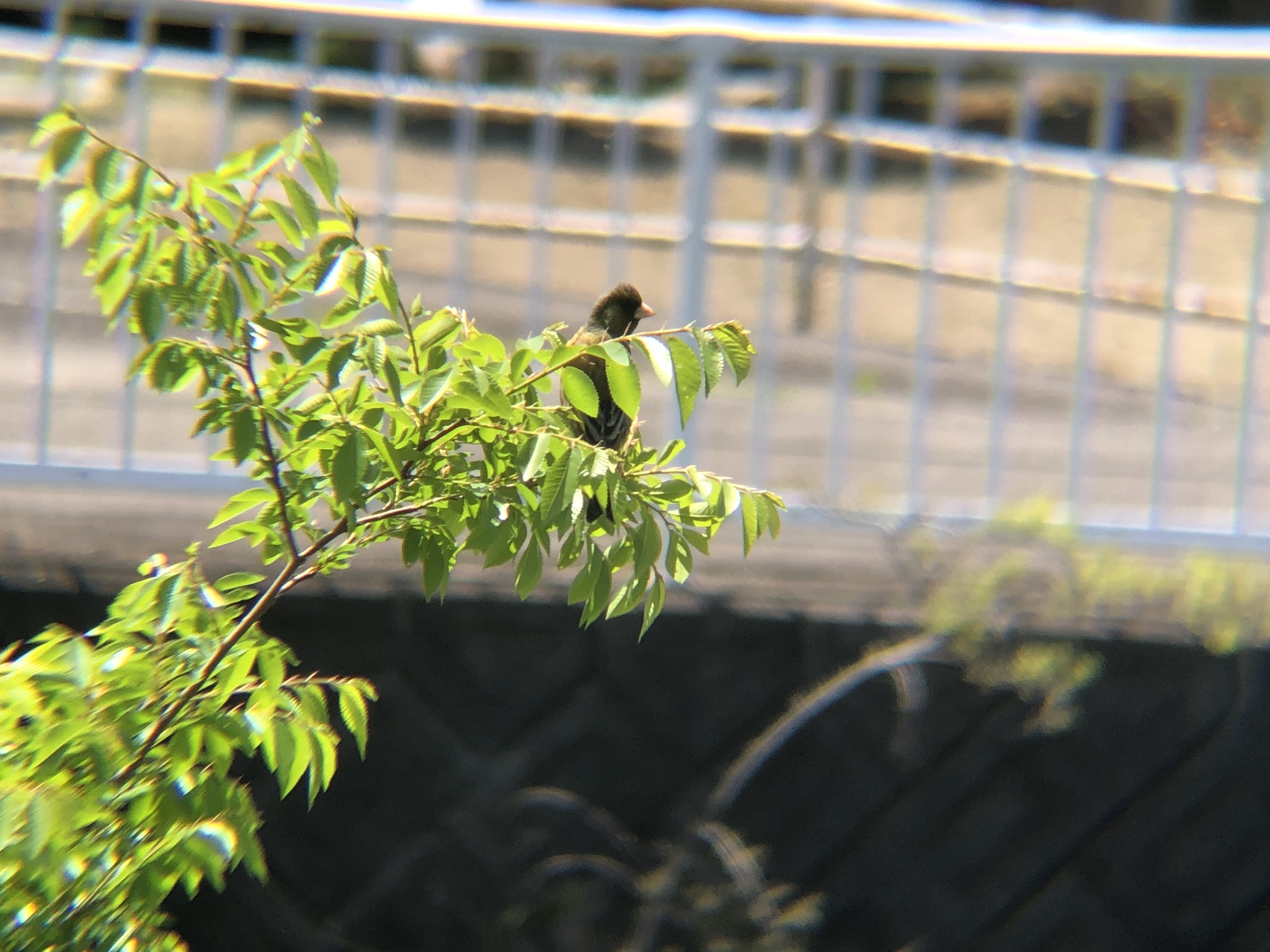 カワラヒワ 高松市牟礼町 5月