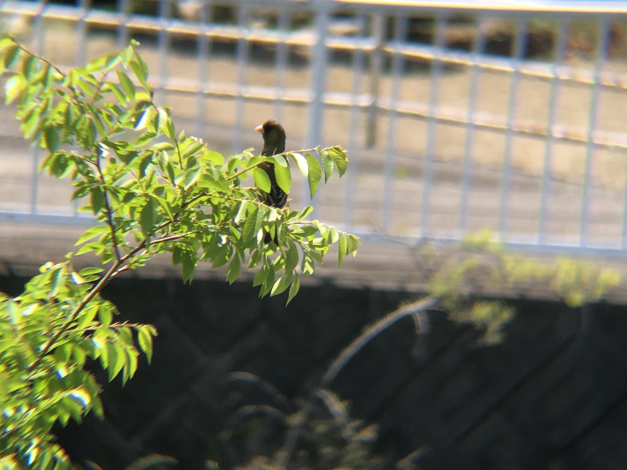 カワラヒワ 高松市牟礼町 5月