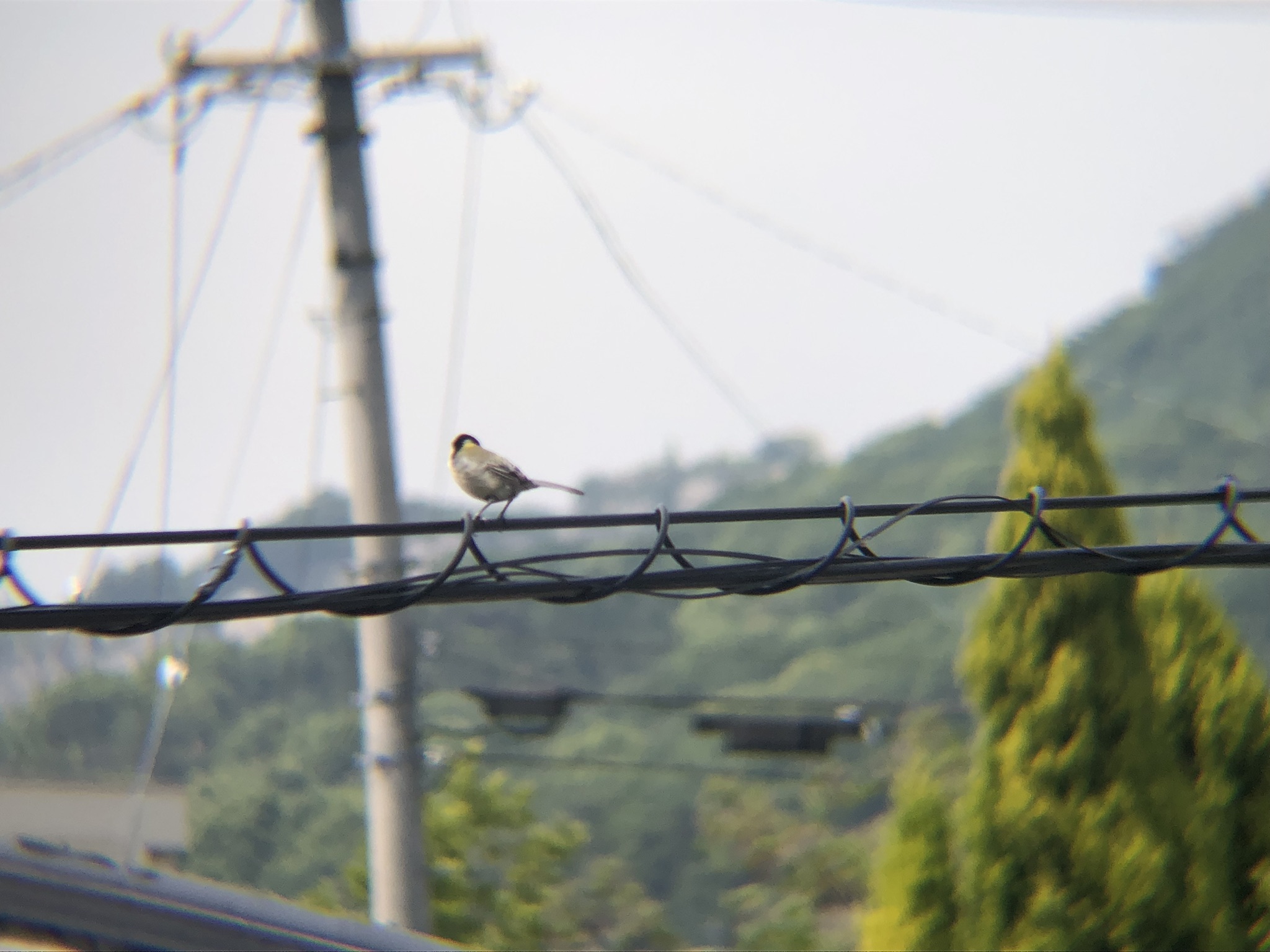 シジュウカラ幼鳥