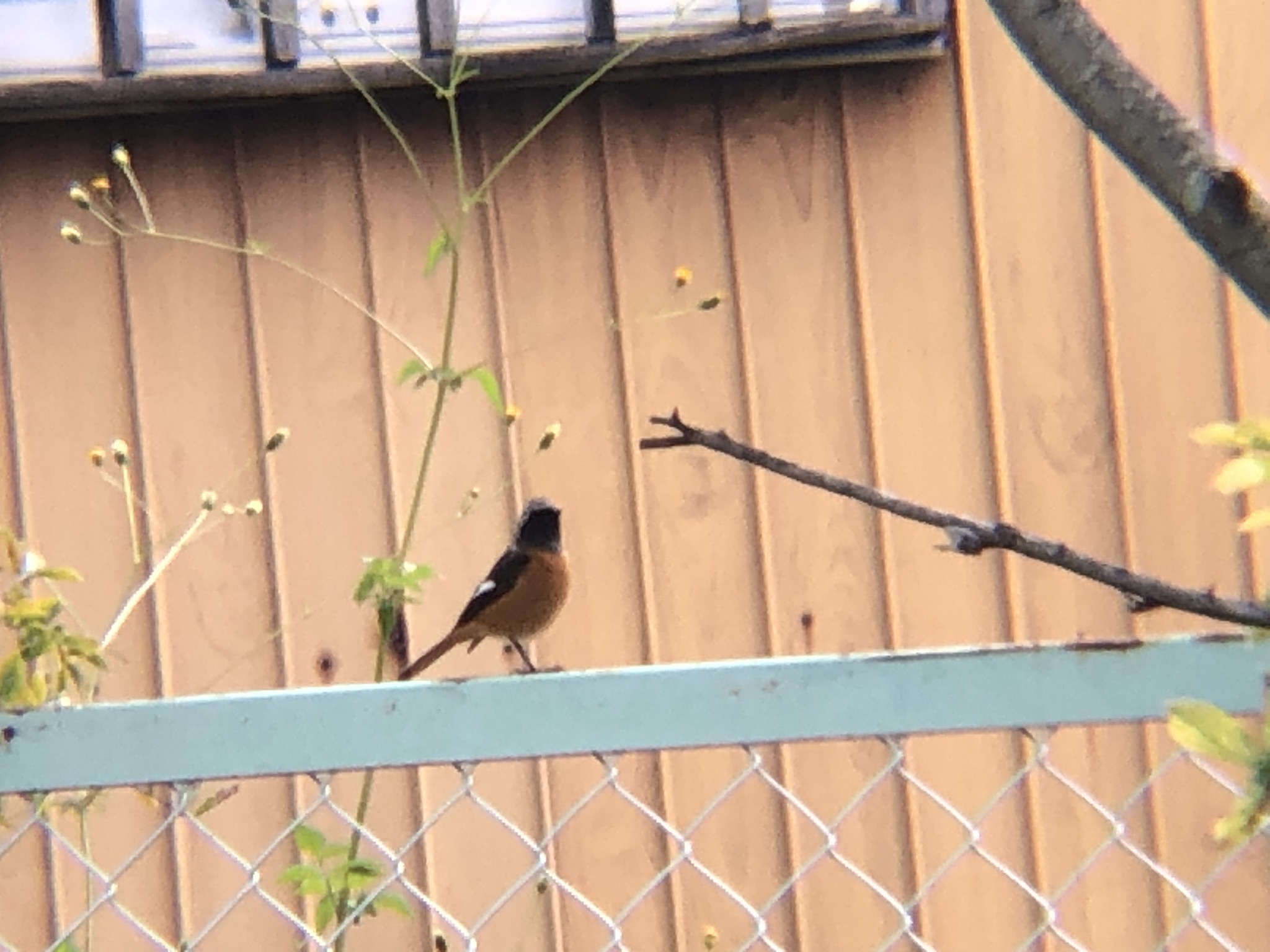 ジョウビタキ 高松市牟礼町10月