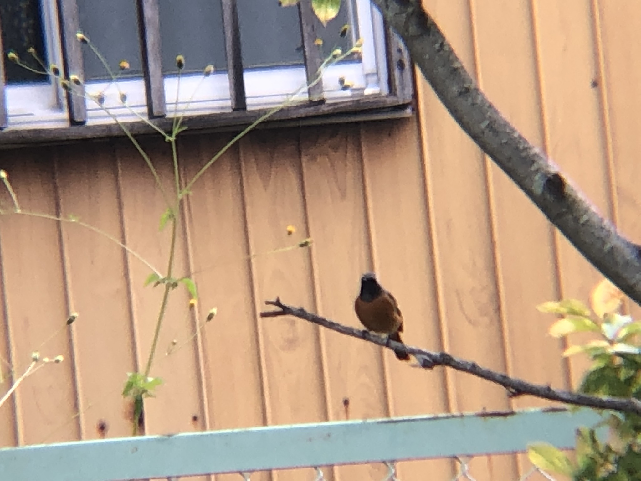 ジョウビタキ 高松市牟礼町10月